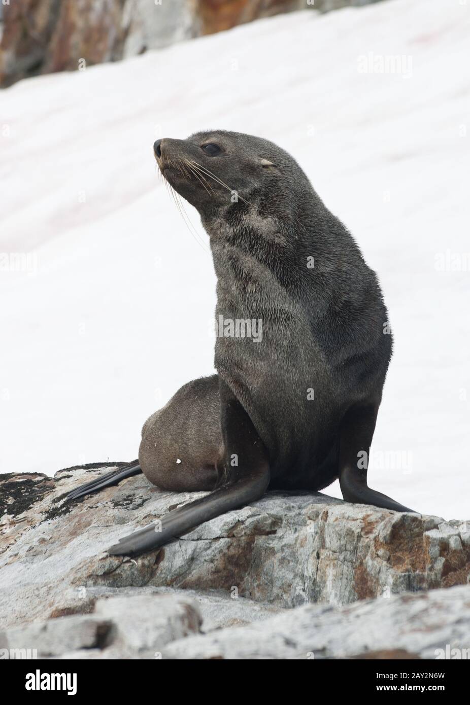 Fourrure Seal assis sur un rocher sur une piste de ski. Banque D'Images