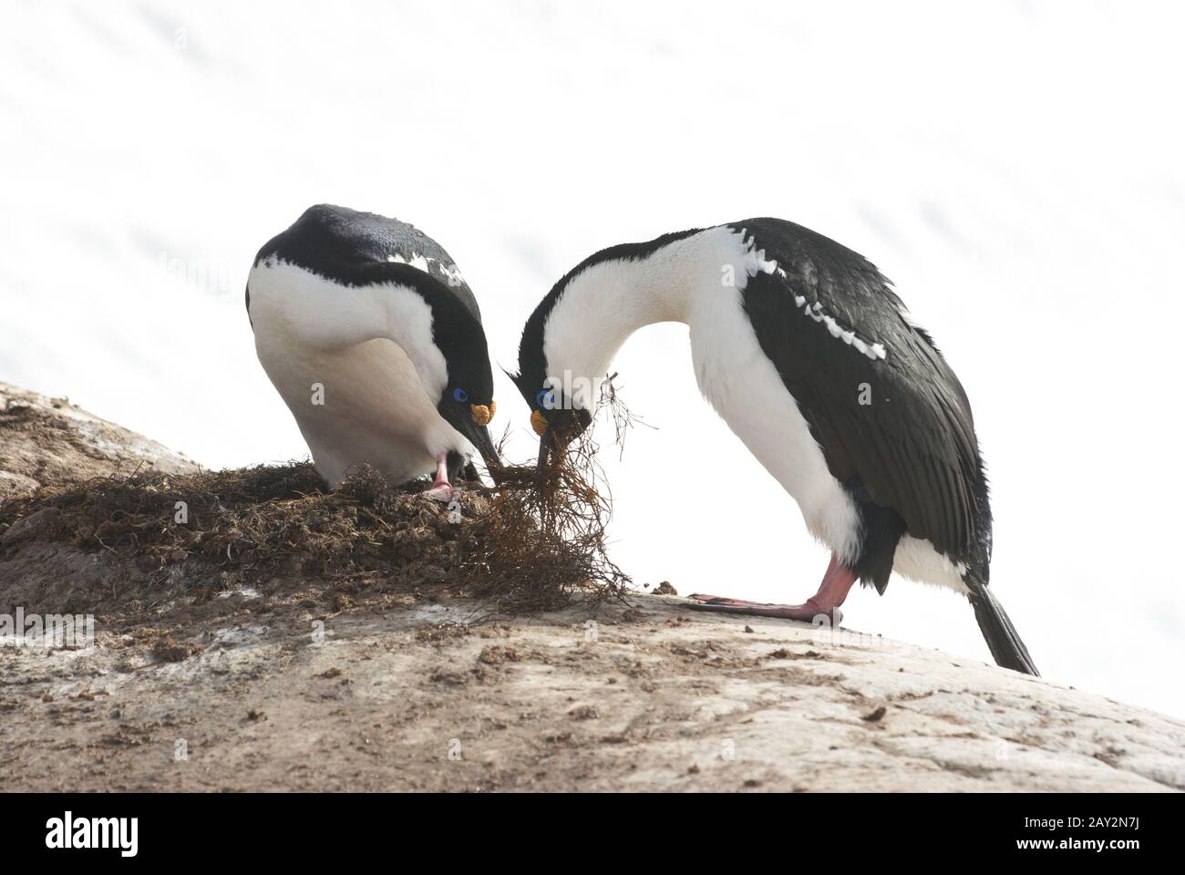 Le cormorant bleu antarctique mâle et femelle construit un nid. Banque D'Images