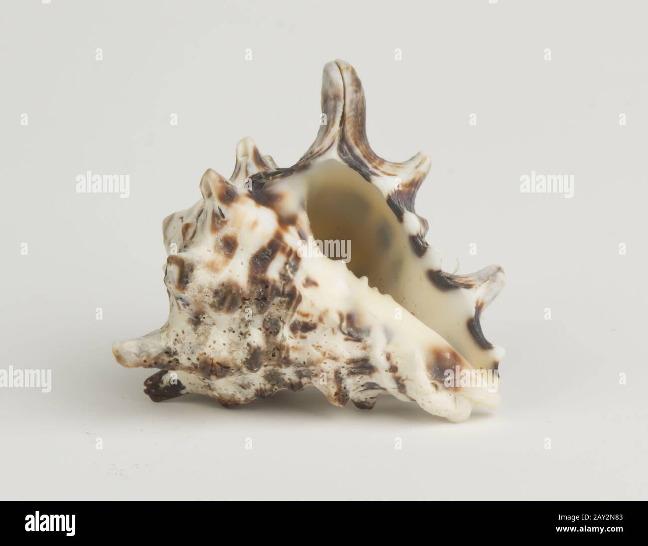 Sea shell sur un fond blanc. Banque D'Images