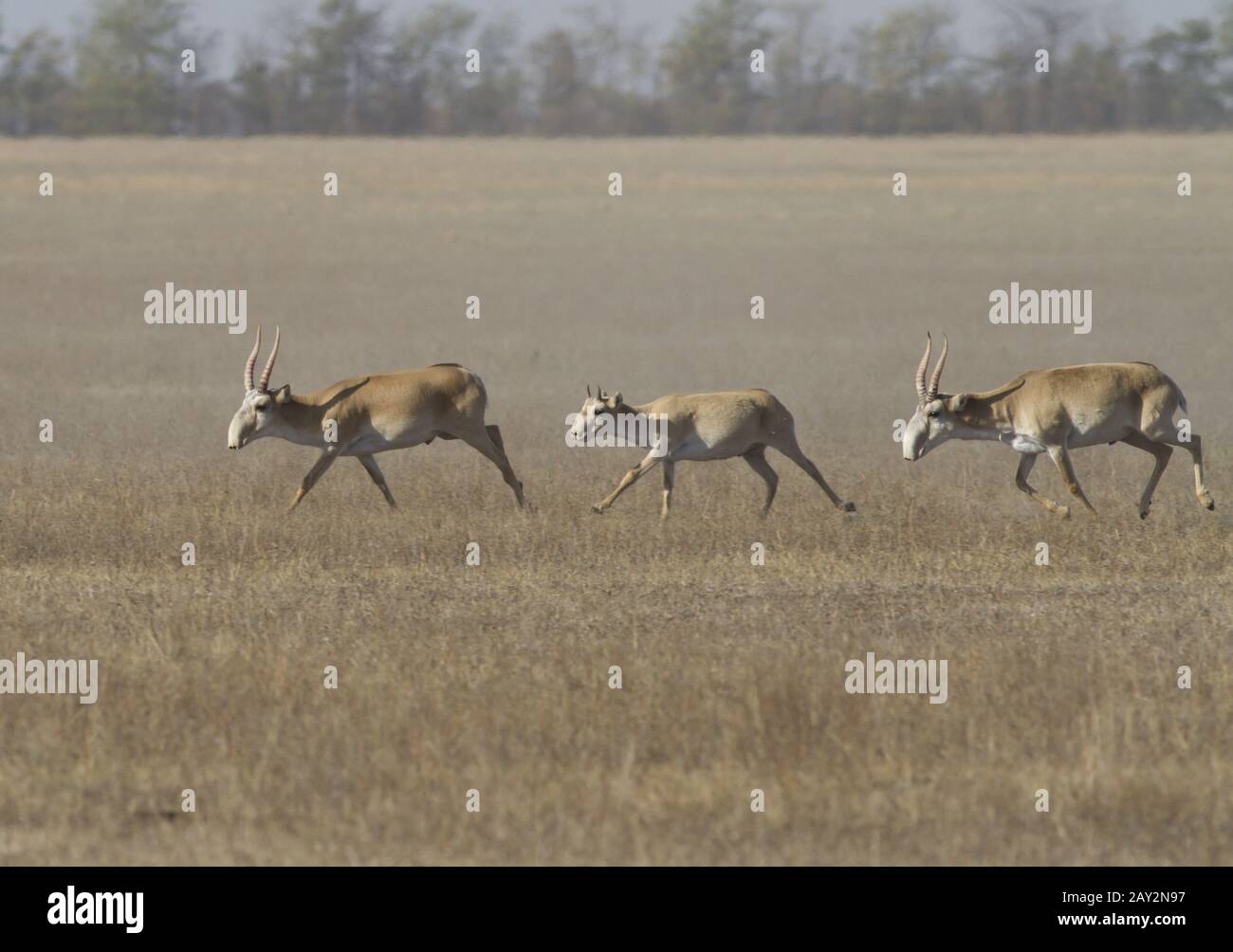 Saiga traverse la steppe. Banque D'Images