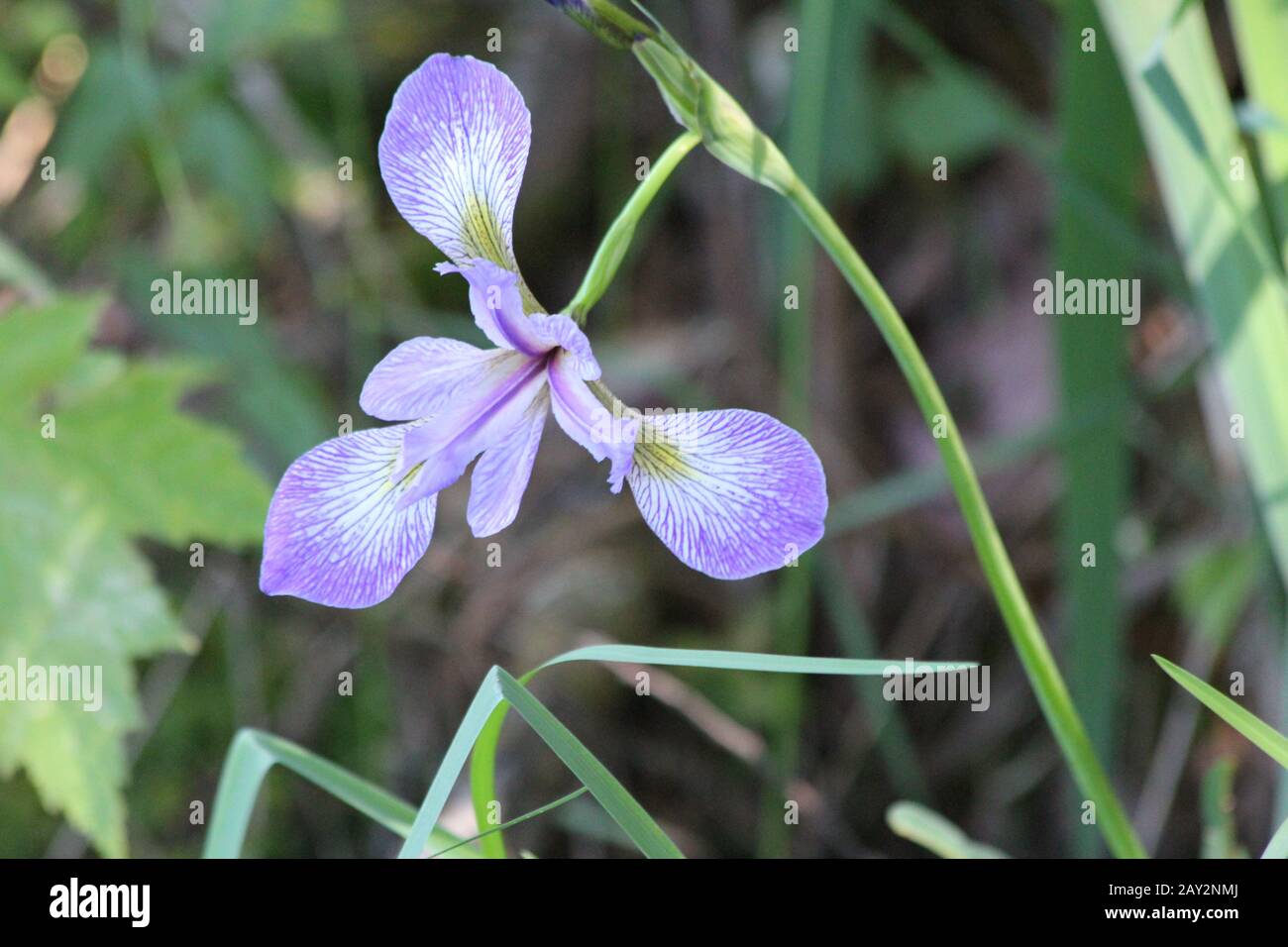 Violet Iris Bleu Nord Drapeau Bleu Iris Versicolor Banque D'Images