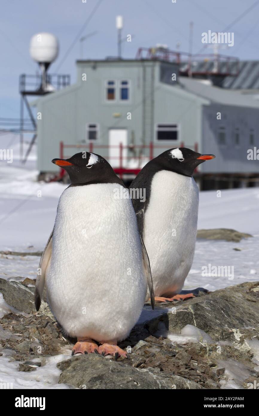 Manchots mâles et femelles au nid sur l'arrière-plan de la station de recherche antarctique Banque D'Images