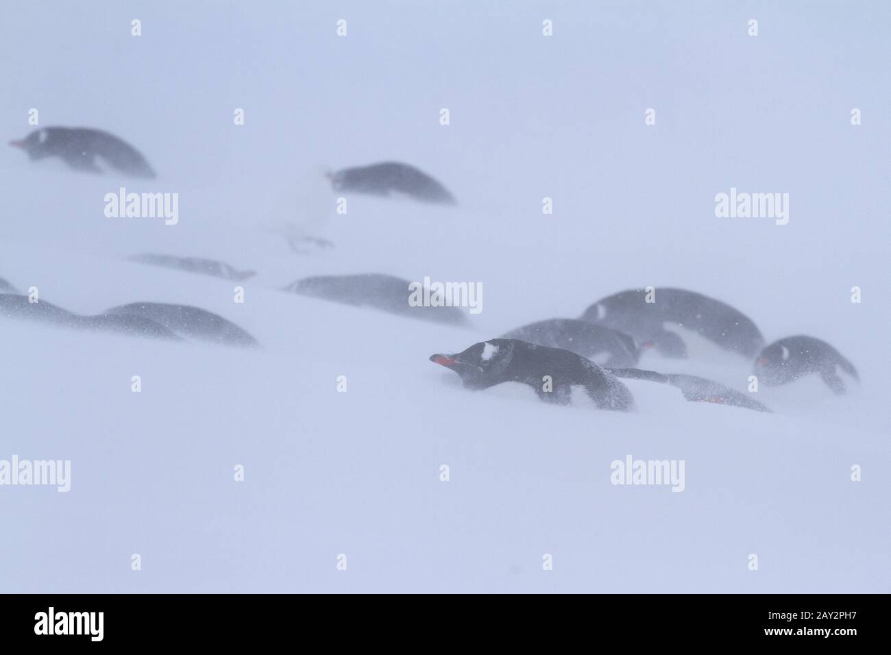 Gentoo penguin group avait trouvé refuge dans la neige pendant une tempête de neige Banque D'Images