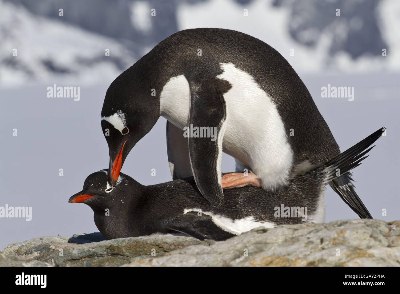 Gentoo pingouins mâles et femelles au cours de l'accouplement Banque D'Images