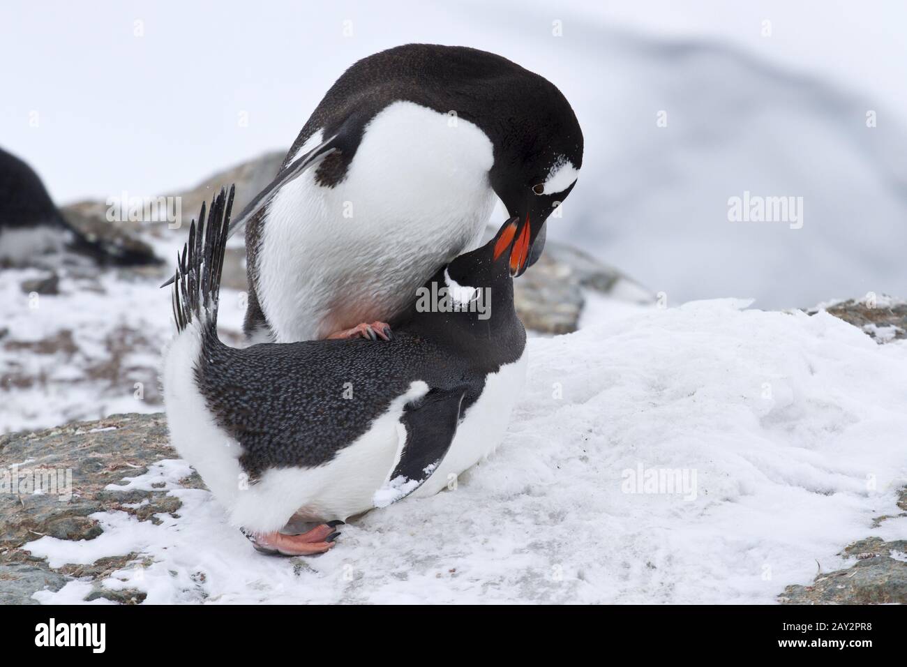 Gentoo penguin mâle et femelle avant l'accouplement le printemps Banque D'Images