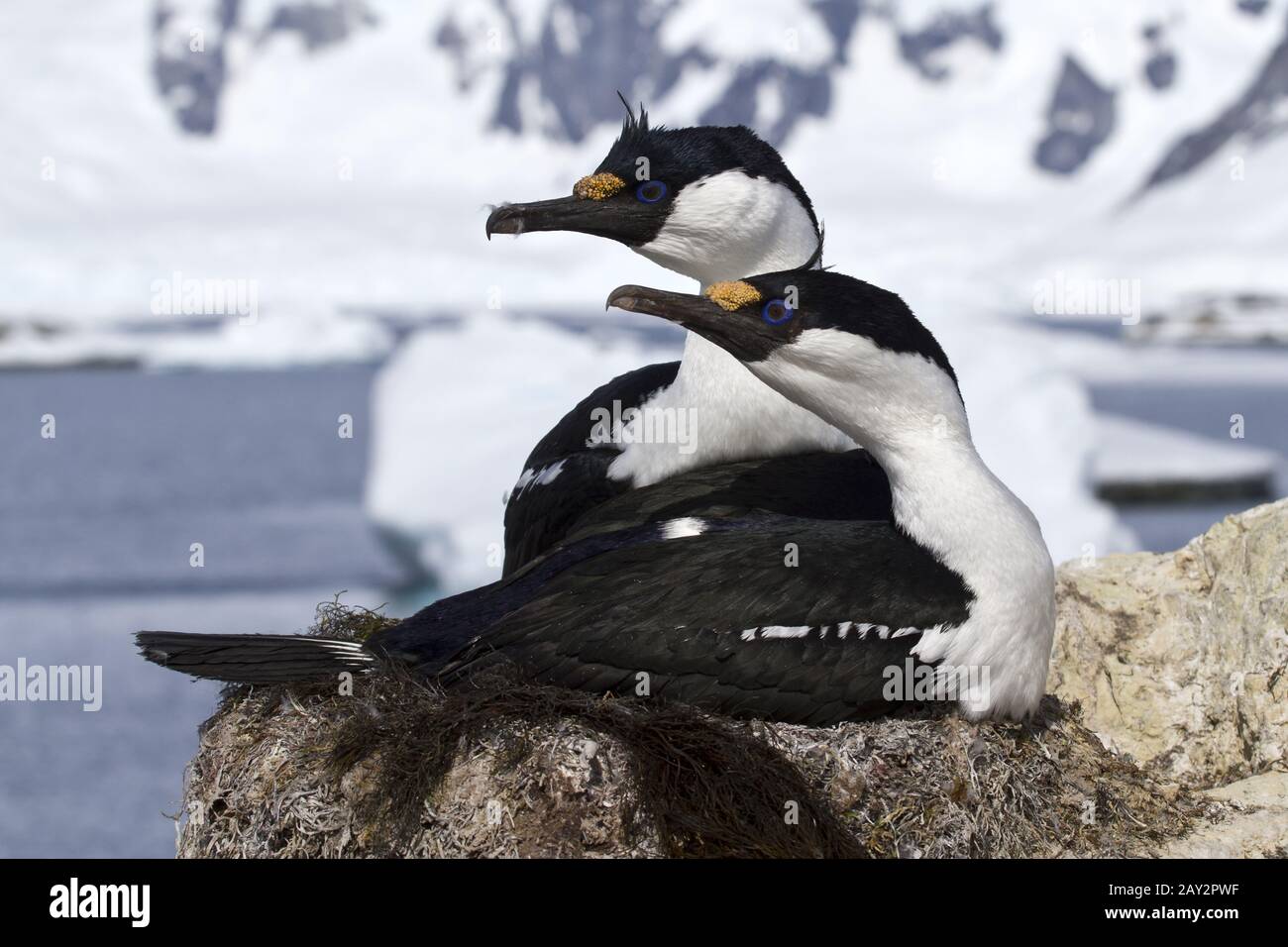 Paire de blue-eyed cormorans Antarctique assis dans le nid Banque D'Images