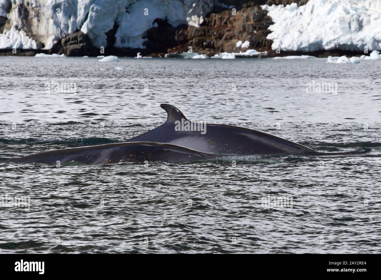 Le petit rorqual deux nombres flottants le long de la péninsule Antarctique Banque D'Images