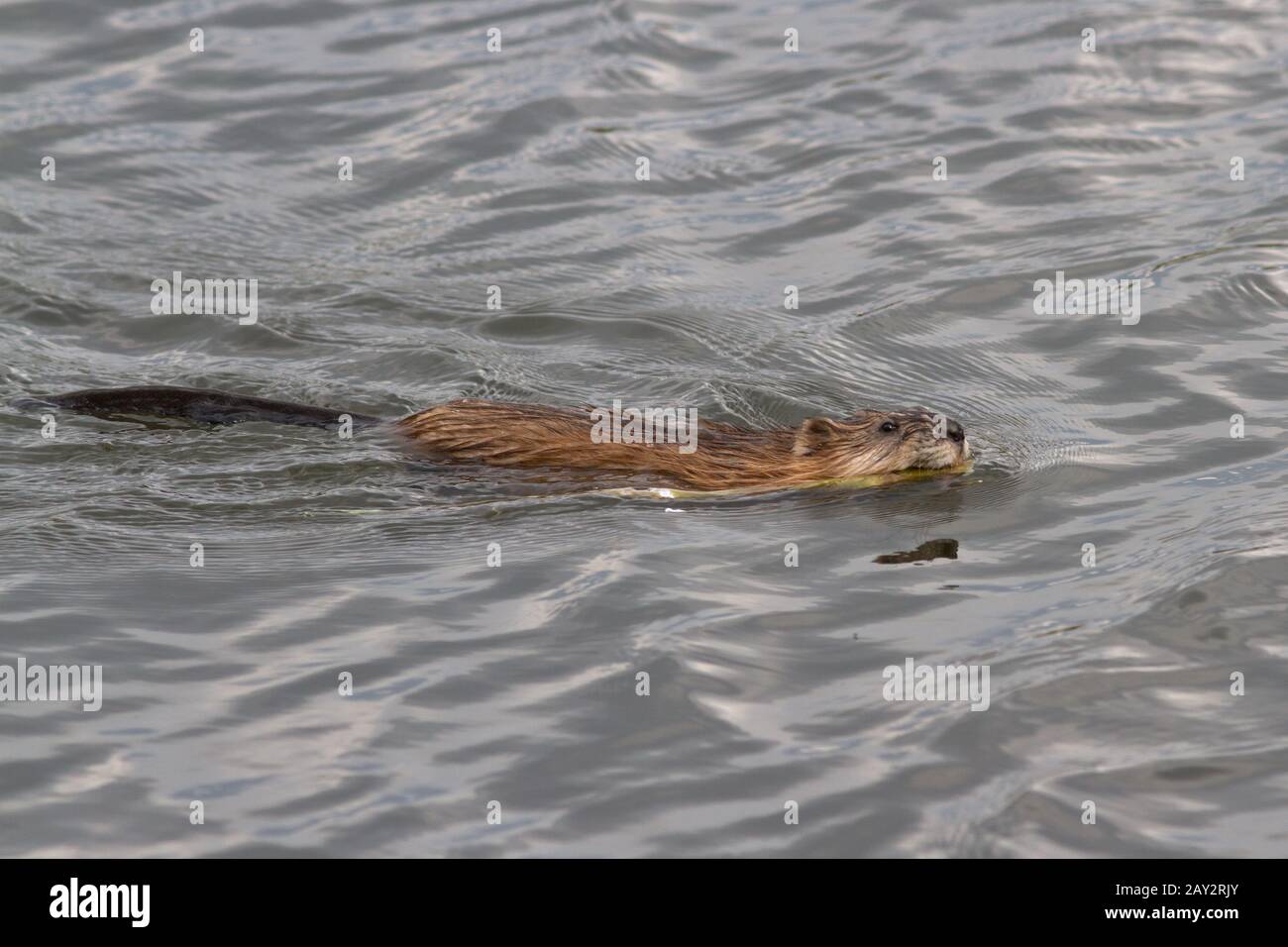 Le rat musqué qui flotte sur le lac avec une tige de canne dans les dents Banque D'Images