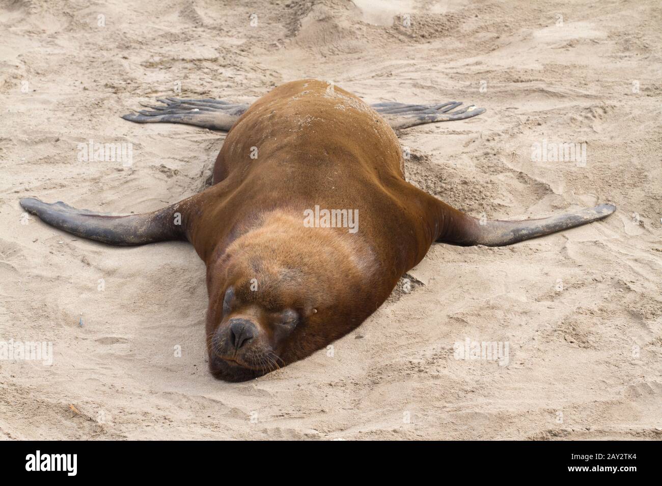 Hommes sud-américain sea lion qui dort sur une plage de sable fin Banque D'Images