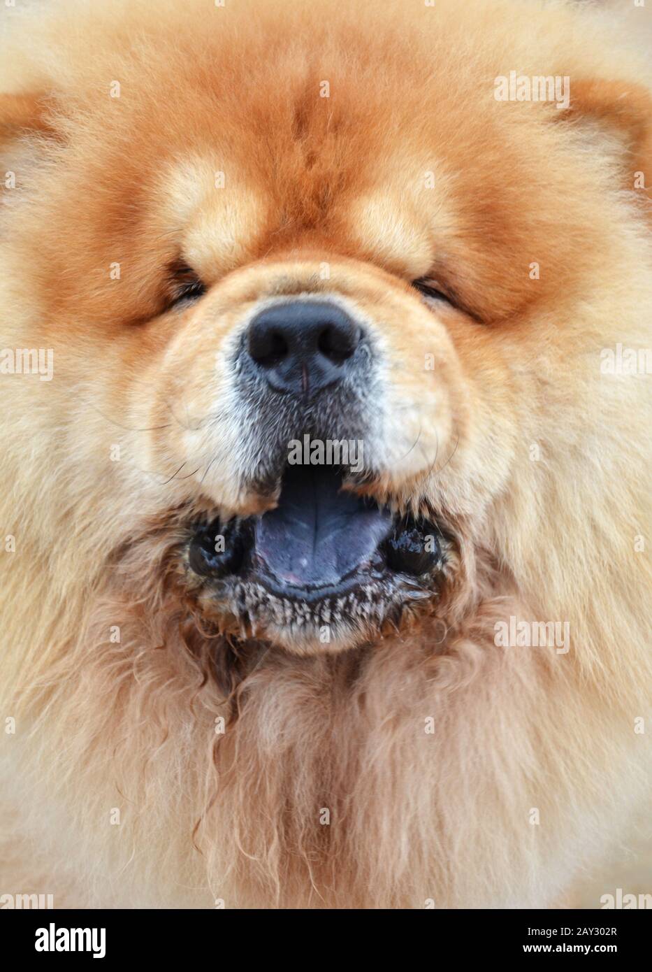 Gros plan sur la photographie d'un joli chien de chow-chow Banque D'Images