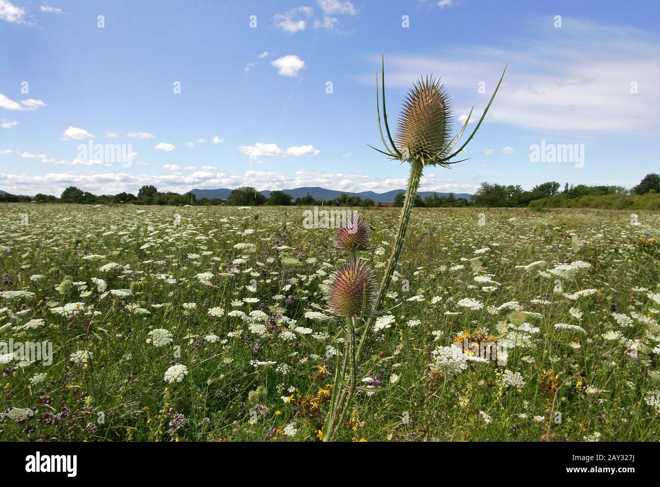 Wild Card Banque D'Images