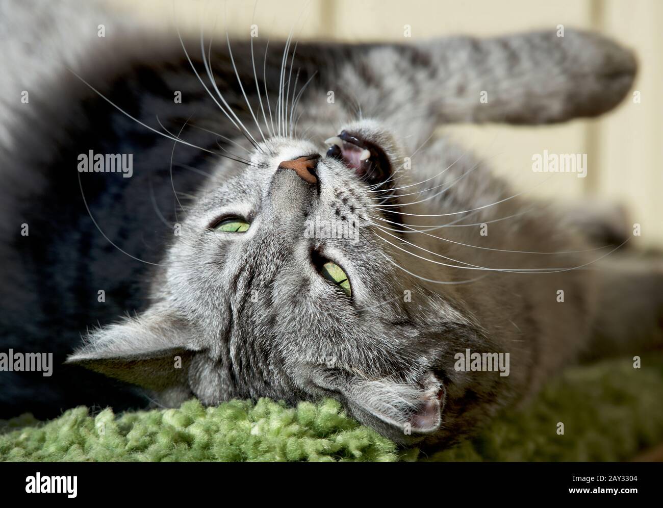 animal, beau, flou, chat, proche, mignon, jour, domestique, rêvant, yeux, visage, moelleux, ami, drôle, flou, gris, cheveux, tête, chaton, chitty, paresseux, l Banque D'Images