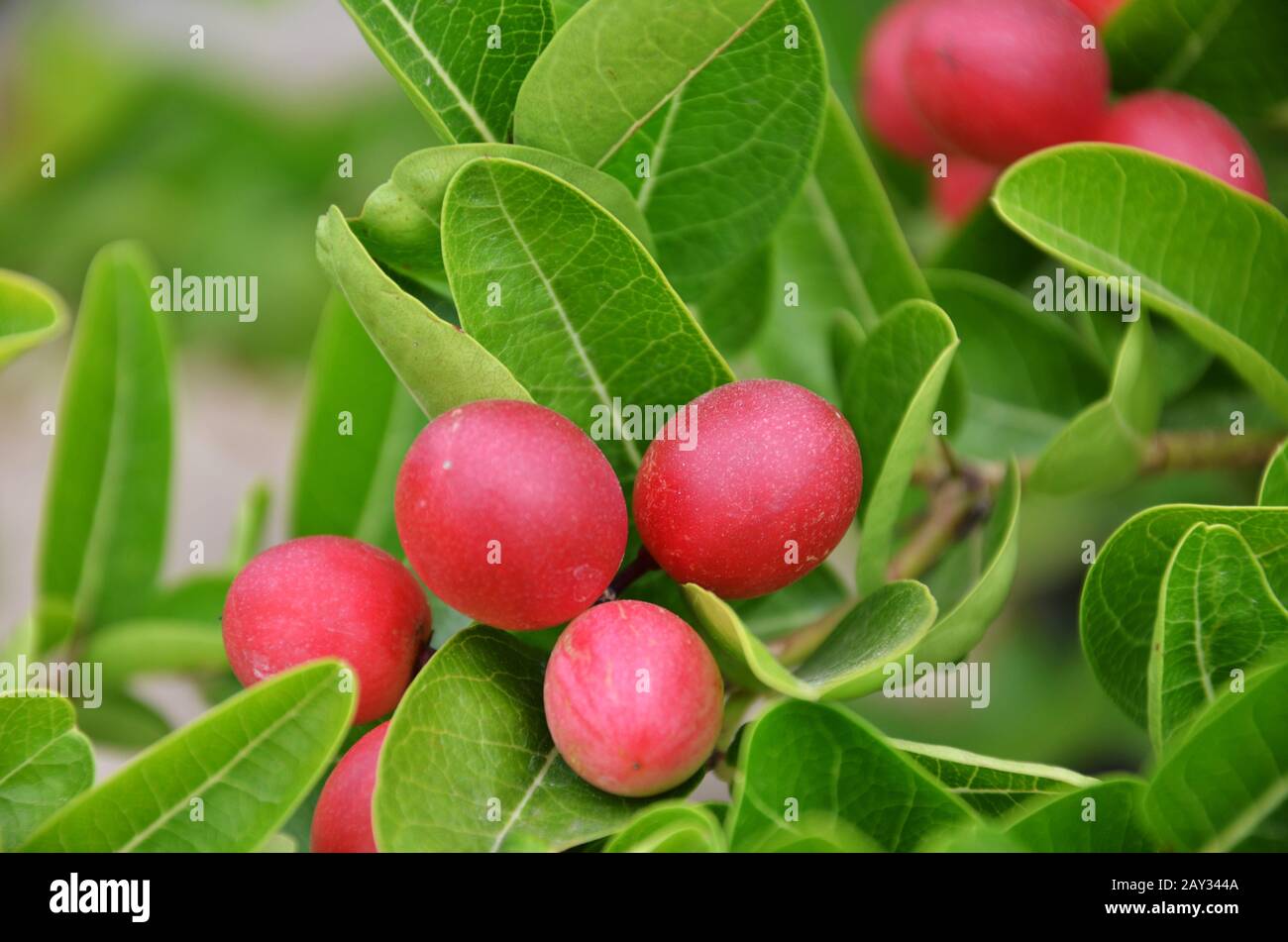 Fruit Miracle; Baie Miracle (Synsepalum Dulcificum) Banque D'Images et  Photos Libres De Droits. Image 78150935