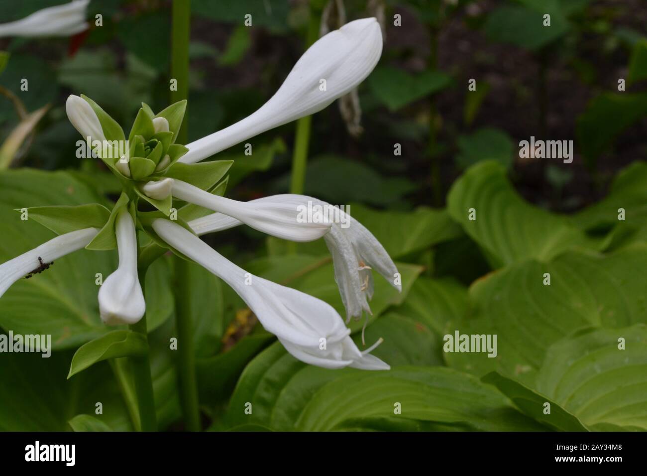Hosta. Hosta plantaginea. Hemerocallis japonica. Les grandes feuilles sont de couleur verte. Fleur blanche semblable à un nénuphars. Jardin. Flowerbed. Fleurs Banque D'Images