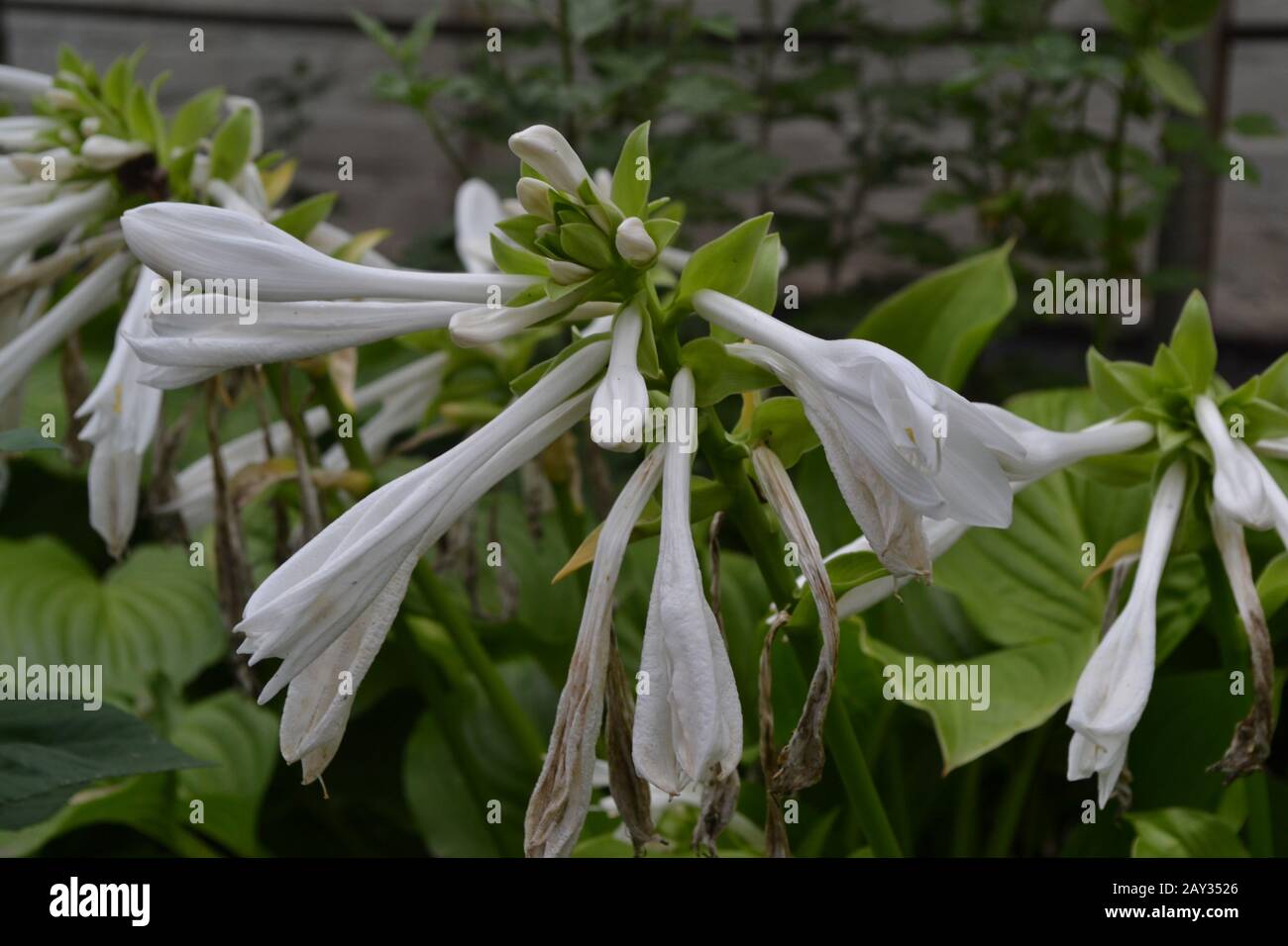 Hosta. Hosta plantaginea. Hemerocallis japonica. Buissons fleuris. Les grandes feuilles sont de couleur verte. Fleur blanche semblable à un nénuphars. Jardin. Fleurs. Beau Banque D'Images