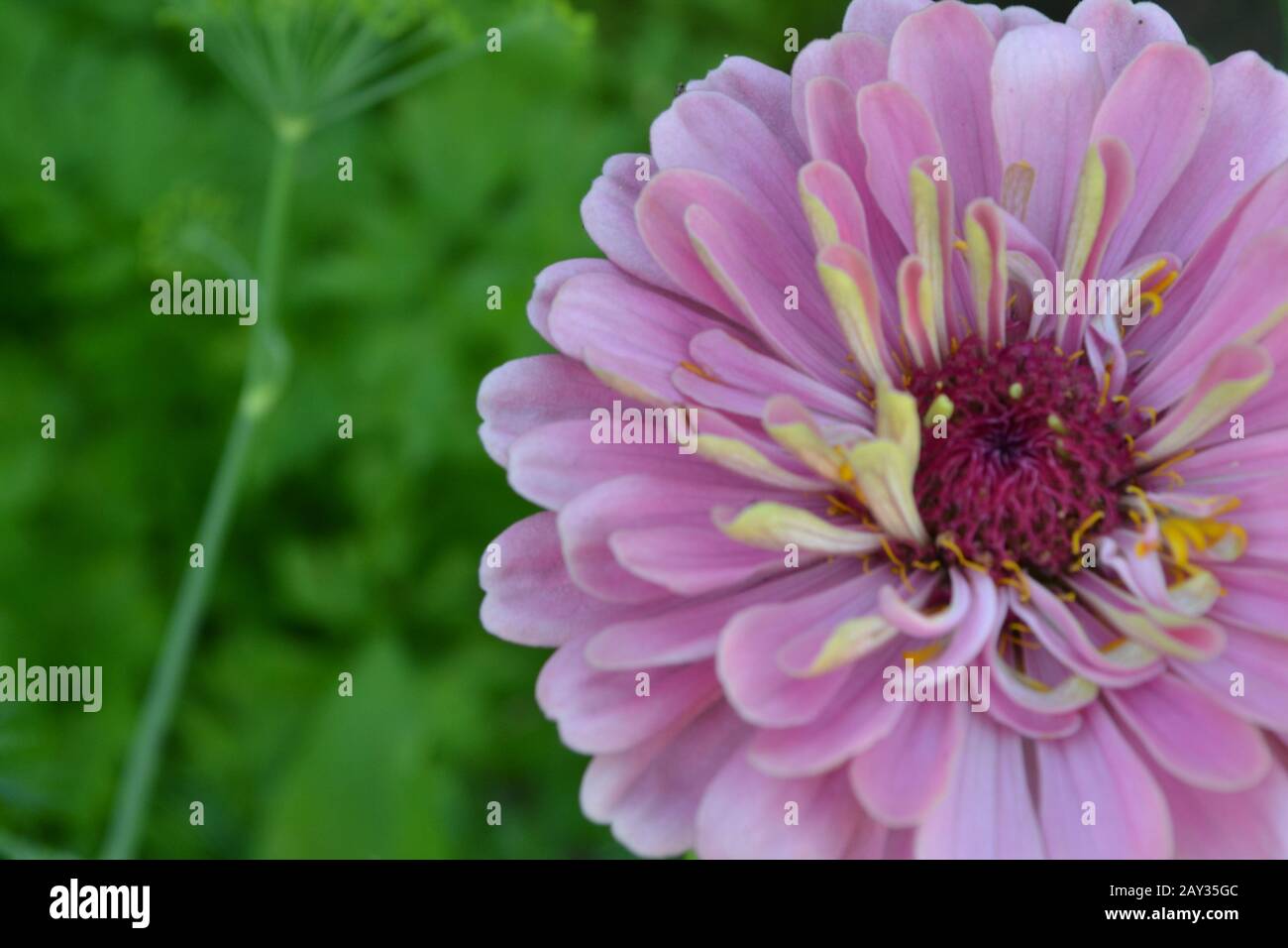 Fleur majeure. Zinnia elegans. Fleur rose pâle. Gros plan. Sur fond flou. Jardin. Champ. Floriculture. Horizontal Banque D'Images