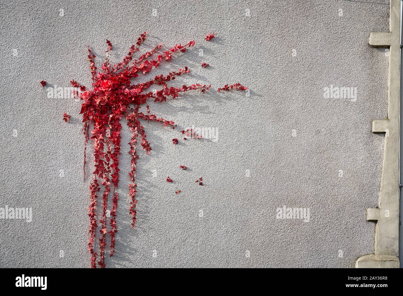 Roses rouges / fleurs sur un mur de maison partie de Banksy 'Valentines Day' graffiti / art, Marsh Lane, Lawrence Hill, Bristol - 14 février 2020. Banque D'Images