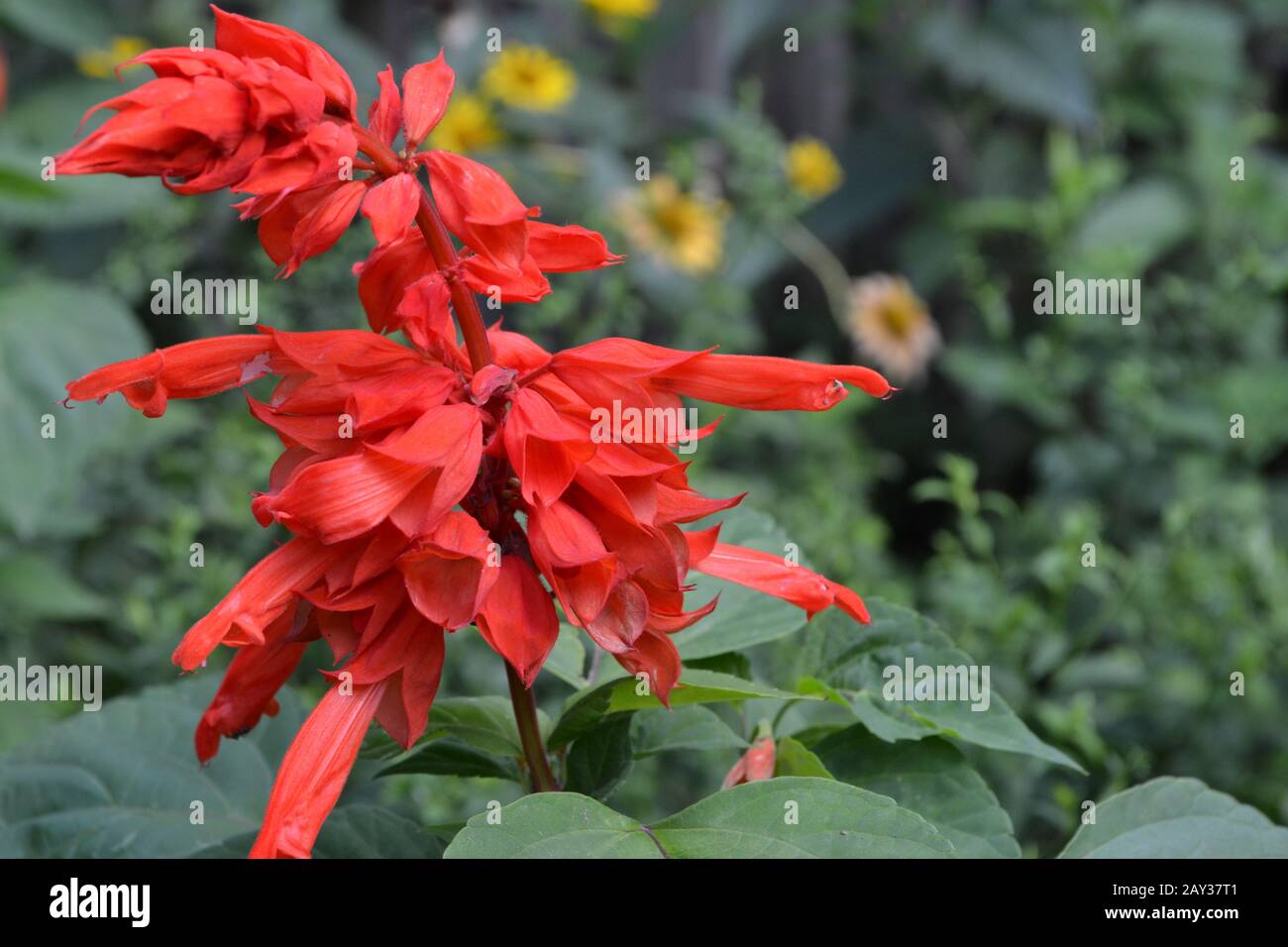 Salvia. Salvia Splendens. Fleur rouge. Plantes épris de chaleur. Usine  annuelle. Belle fleur. Jardin. Flowerbed. Horizontal Photo Stock - Alamy