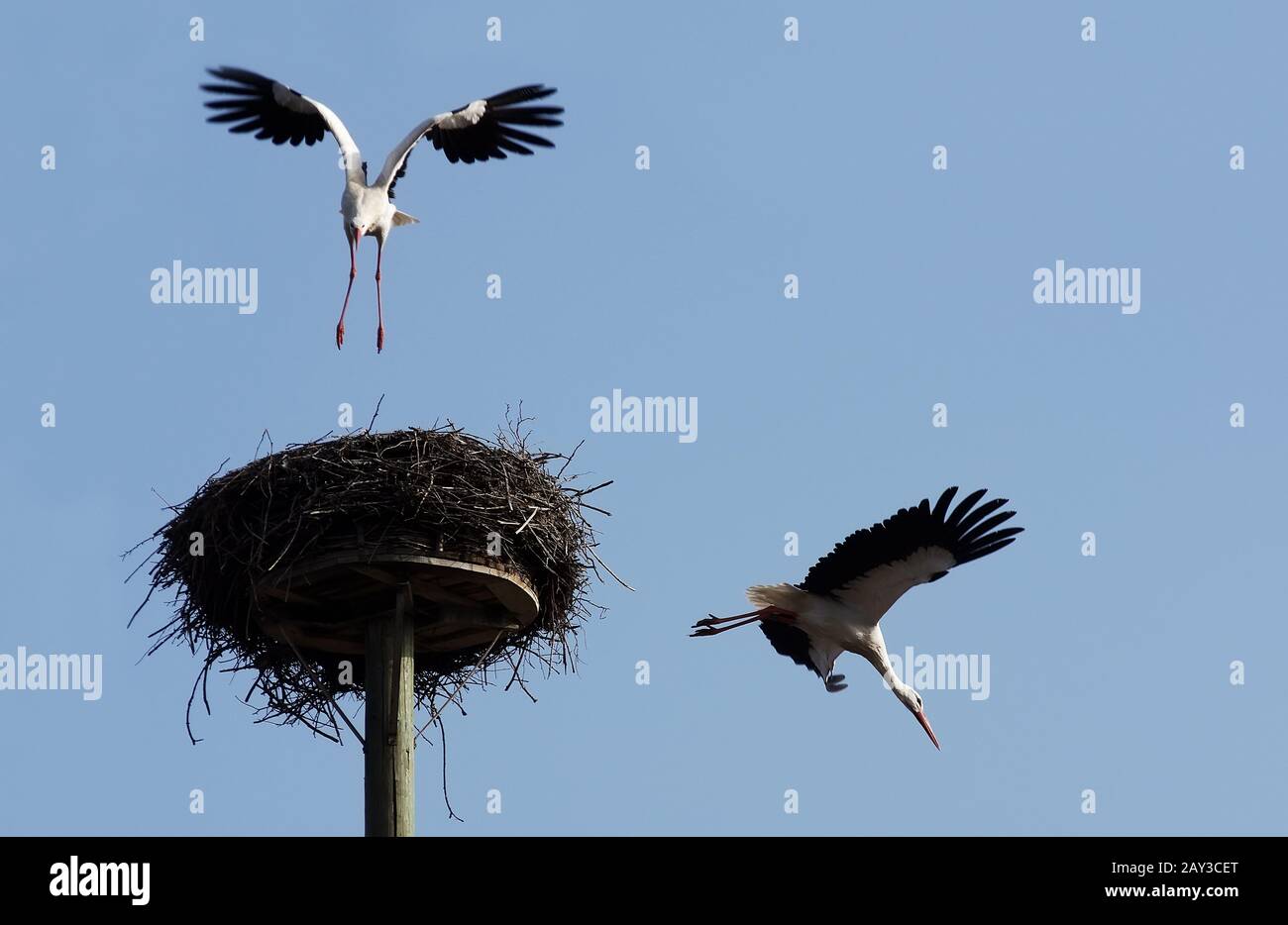 Paire de cigognes blancs qui volent dans et hors de leur œil Banque D'Images
