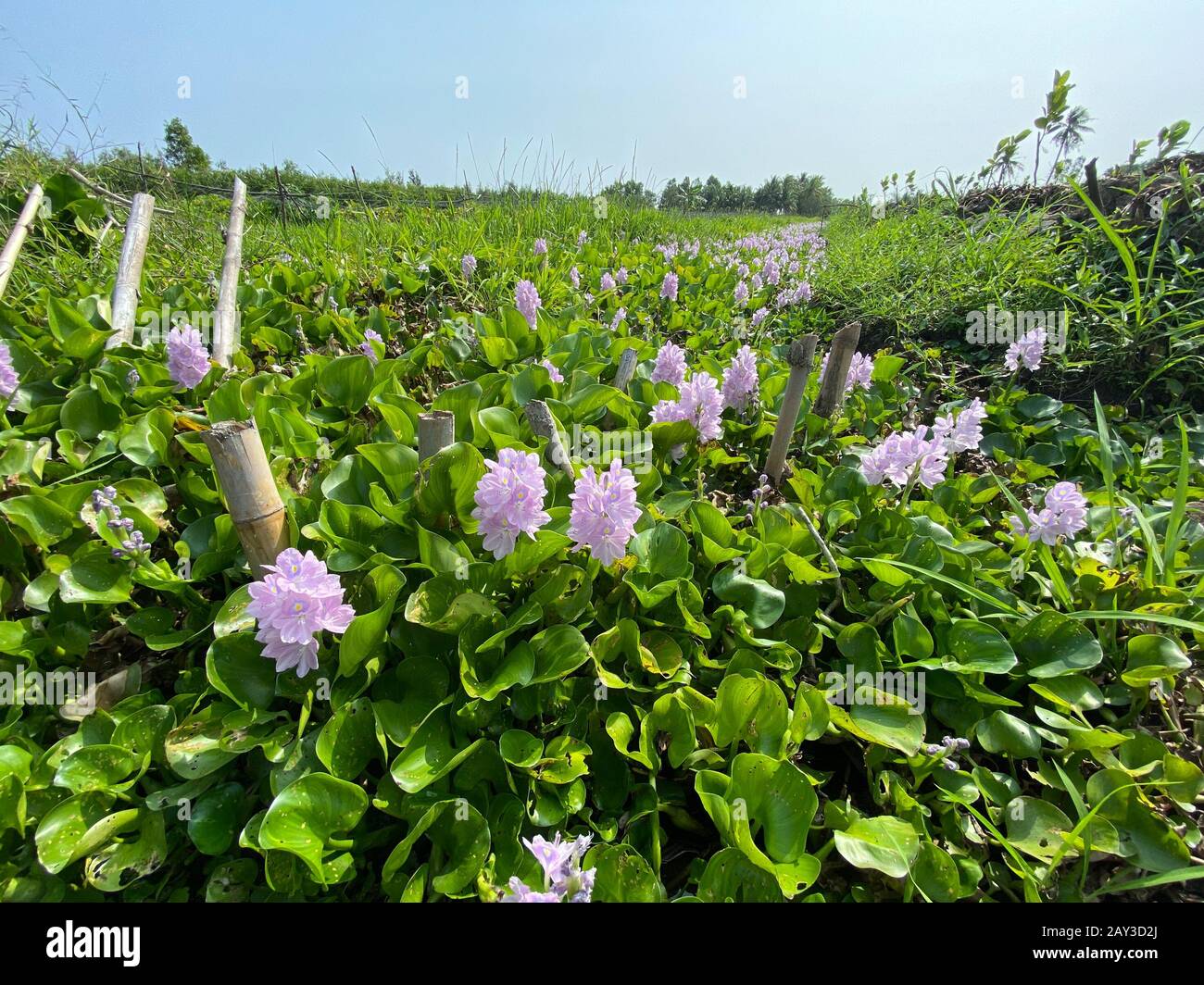 Gros plan de La jacinthe D'eau À Fleurs (Eichhornia crassipes) sur l'étang  du delta du Mékong, Vietnam Photo Stock - Alamy