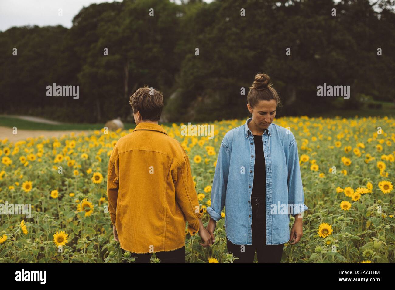 Couple sur champ de tournesol fleuri Banque D'Images