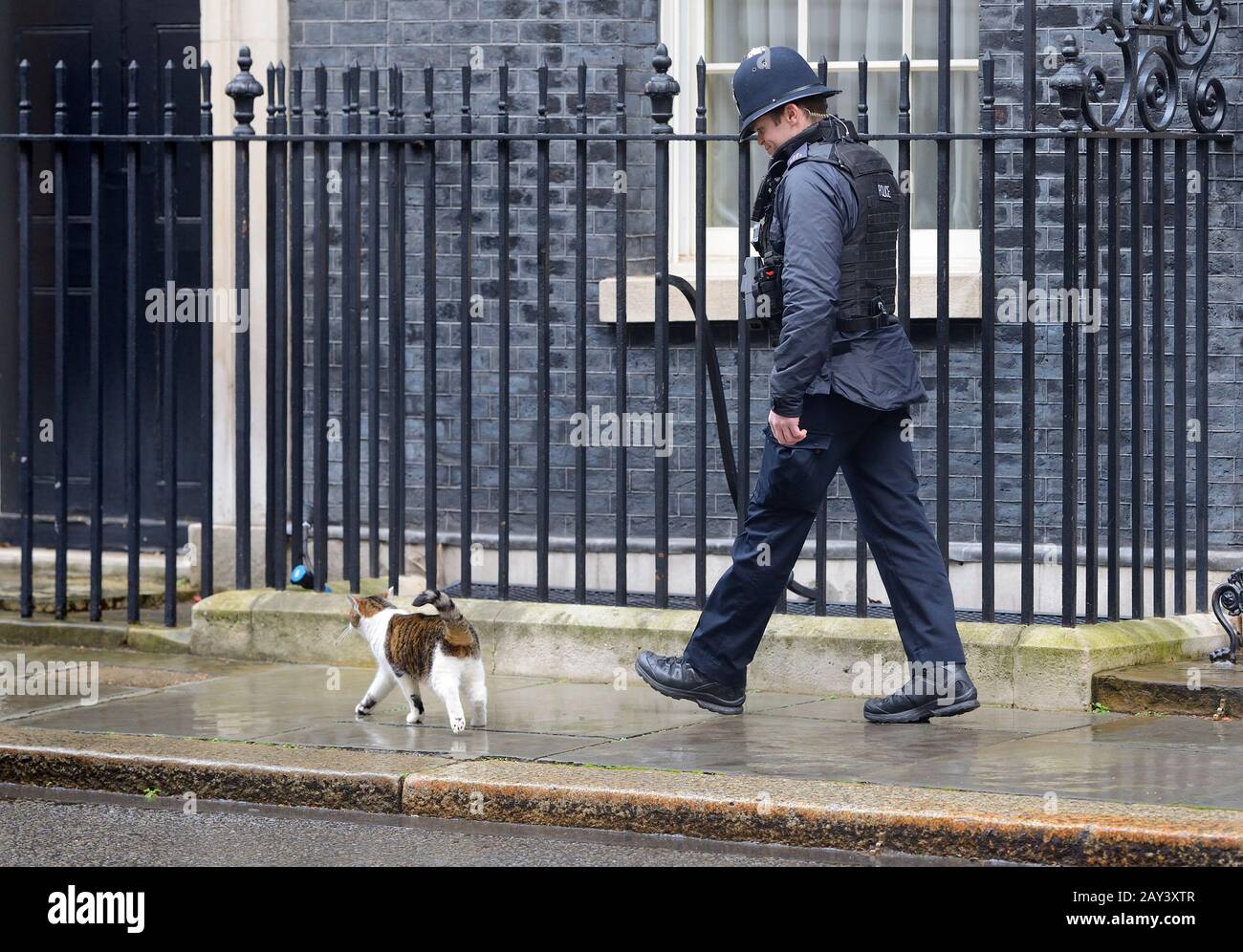 Larry The Cat, chef Mouser officiel au Cabinet Office, avec protection de police à Downing Street lors d'un remaniement ministériel, 13 février 2020 Banque D'Images