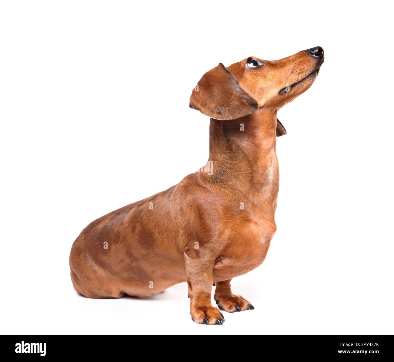 Dachshund dog rechercher Banque D'Images