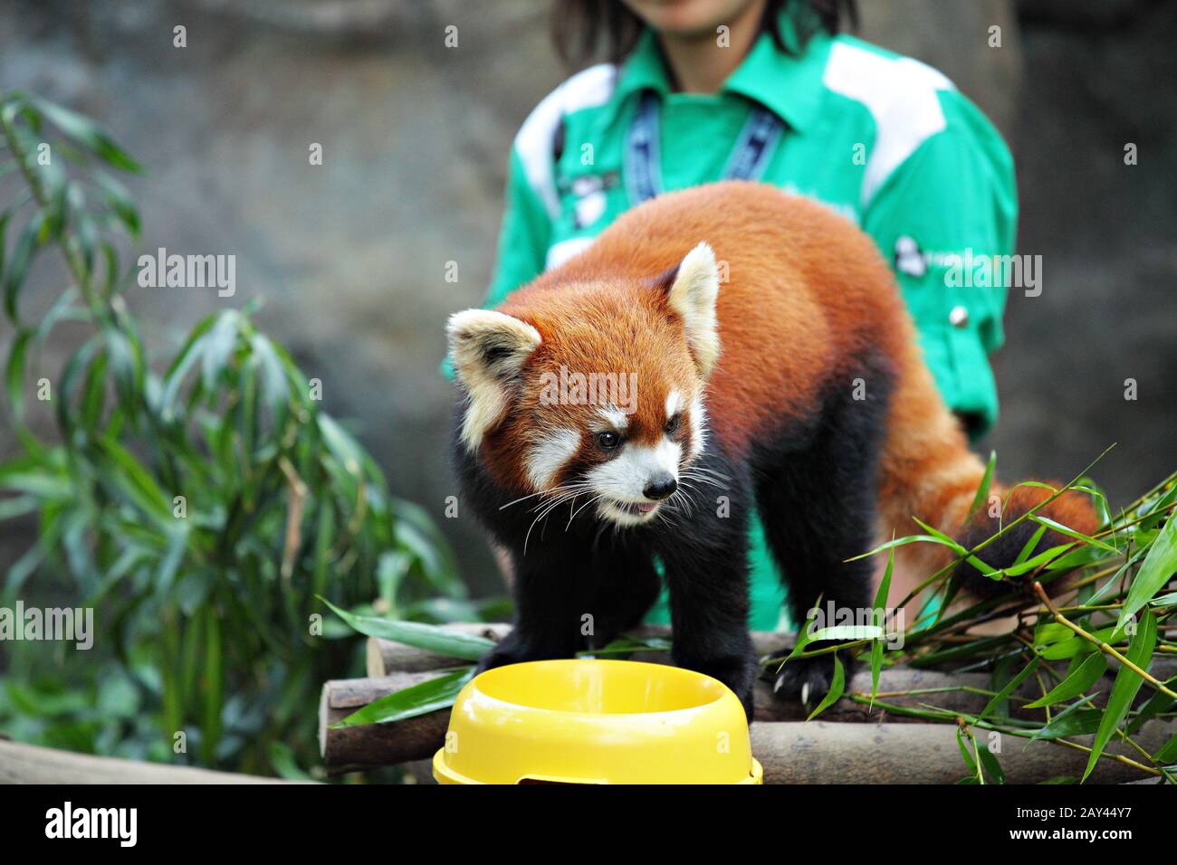 Le panda rouge Banque D'Images