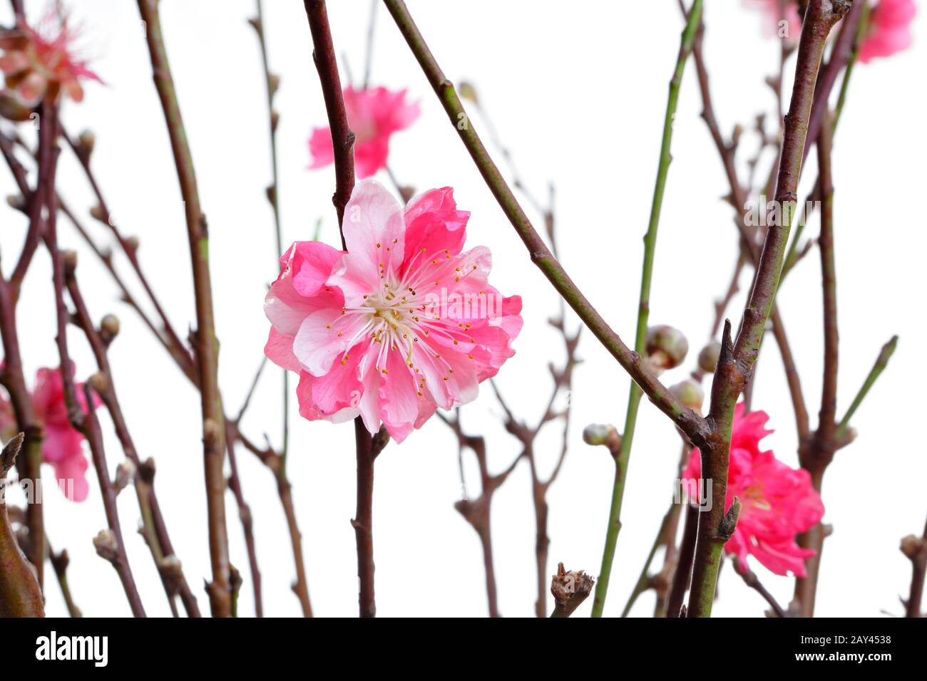 Peach Blossoms pour le nouvel an chinois Banque D'Images