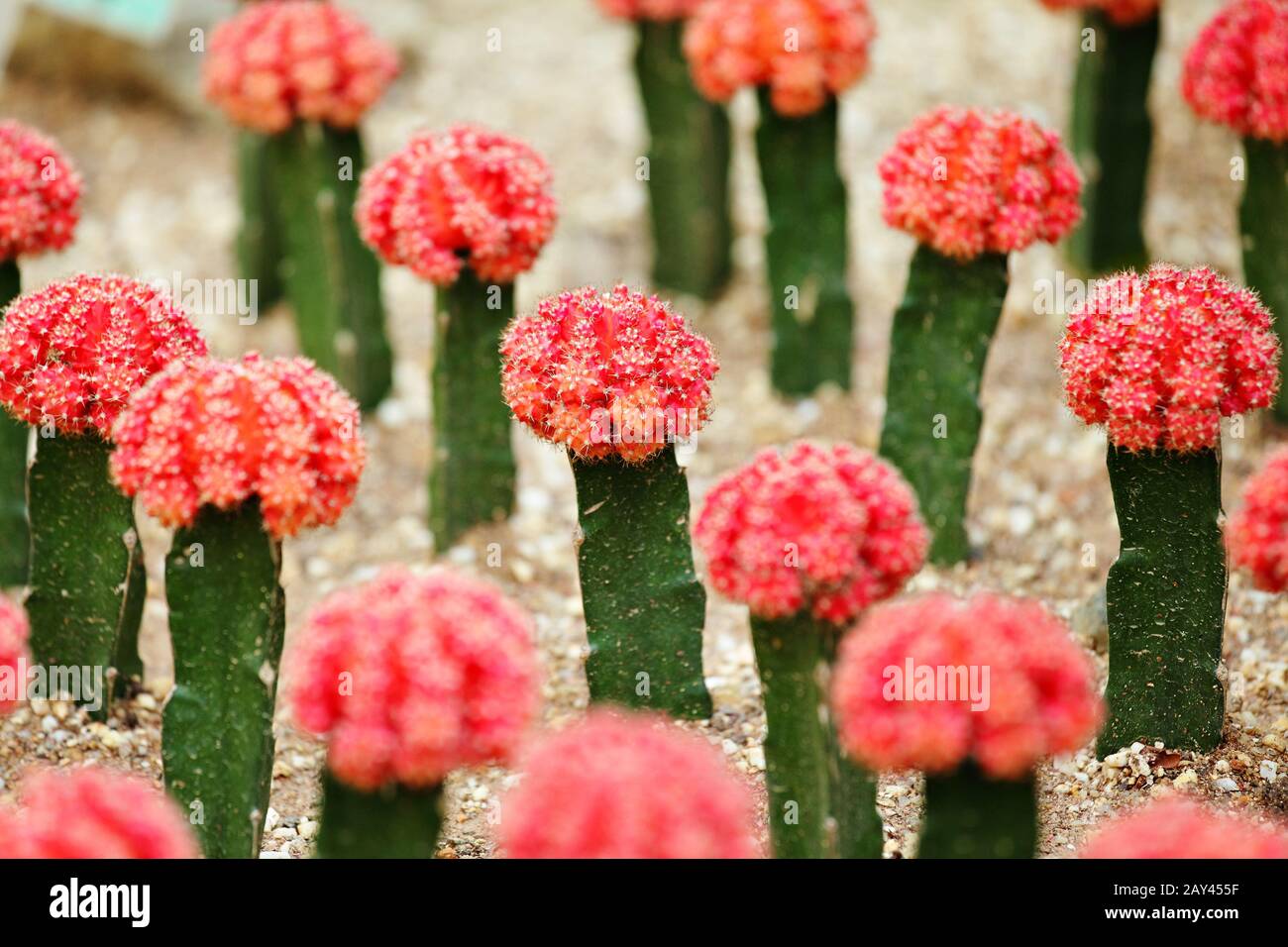 Cactus Banque D'Images