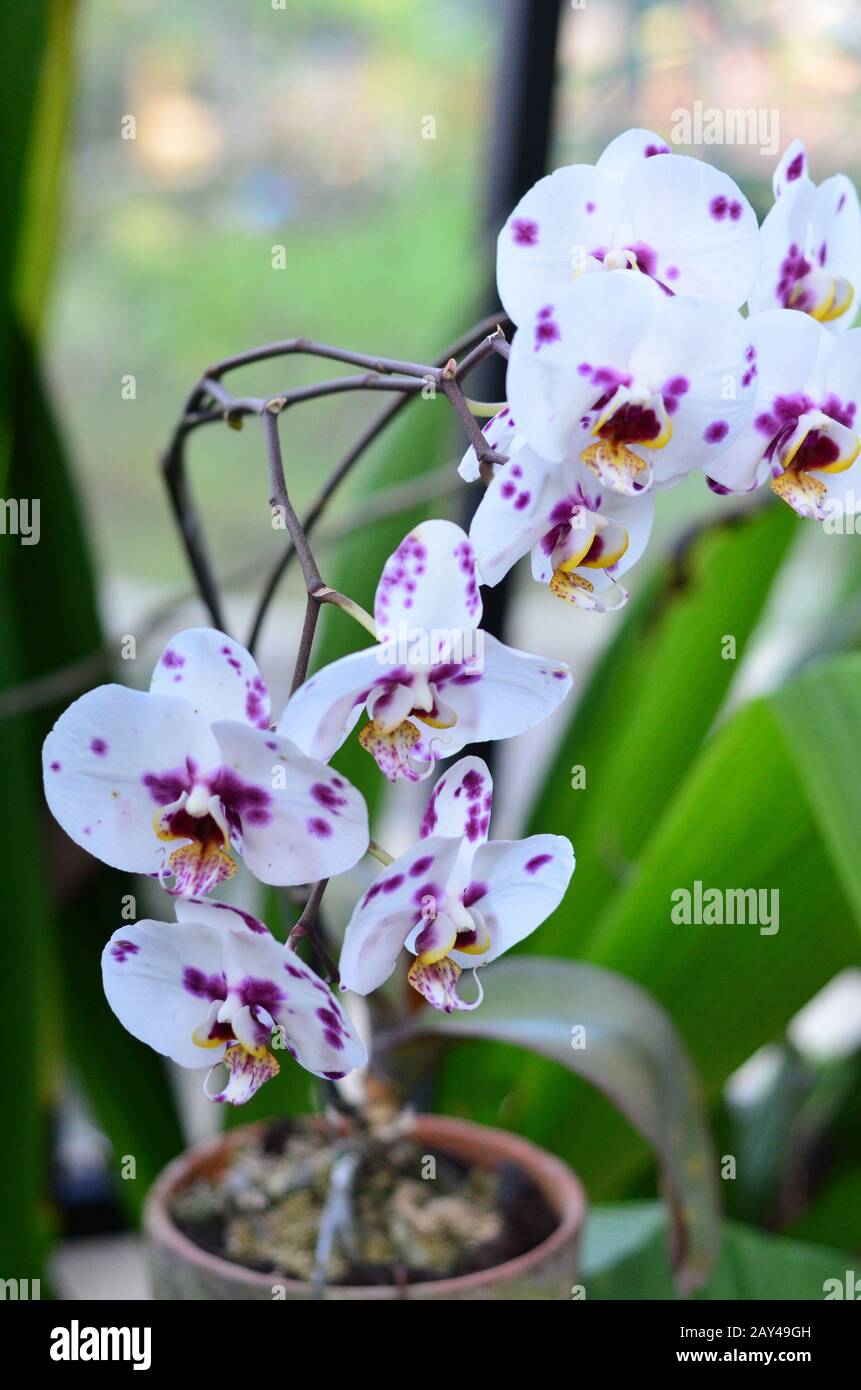 Orchidée blanche tachetée de pourpre Banque de photographies et d'images à  haute résolution - Alamy