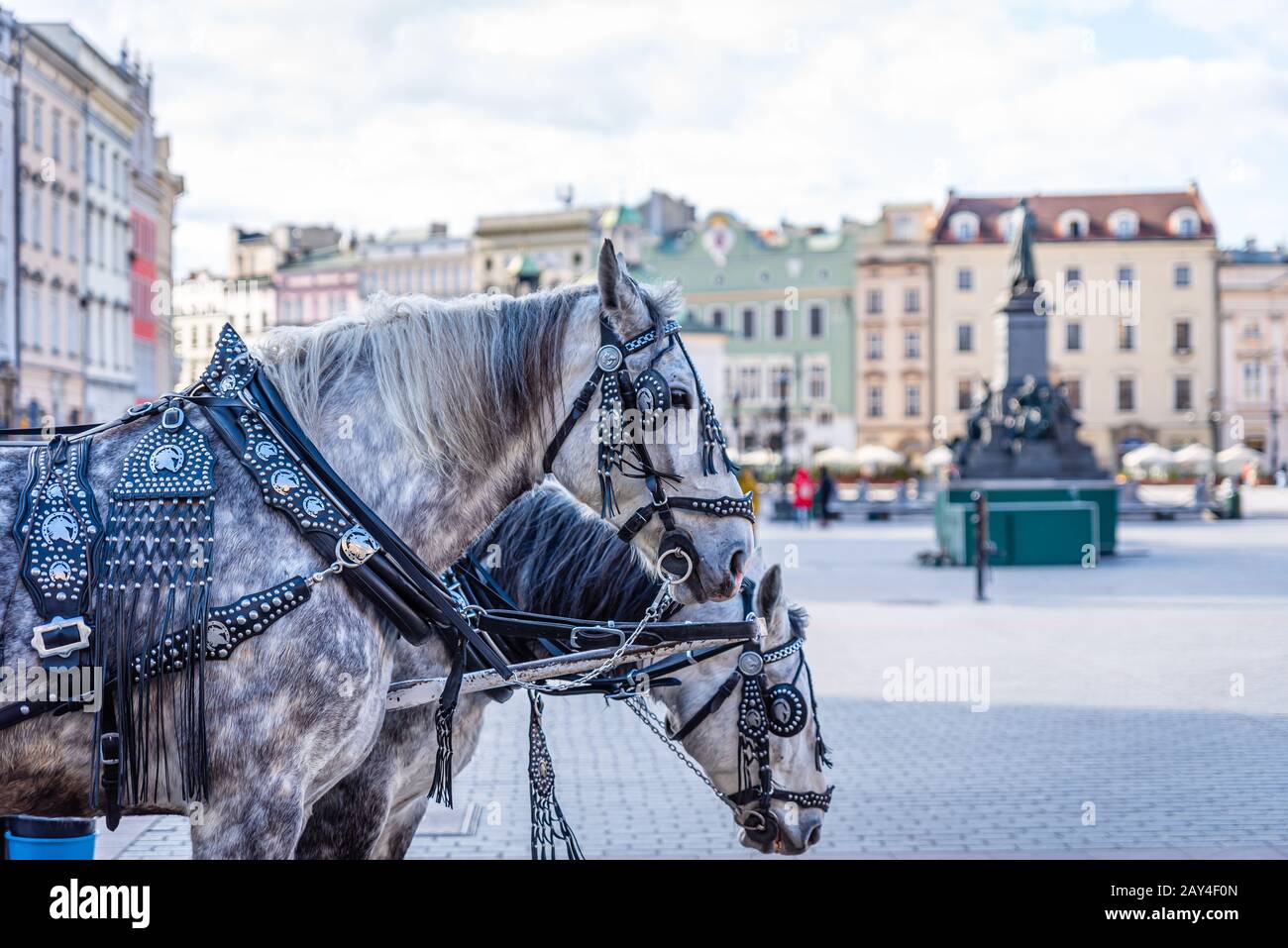 Chevaux et Calèches à Cracovie, Pologne Banque D'Images