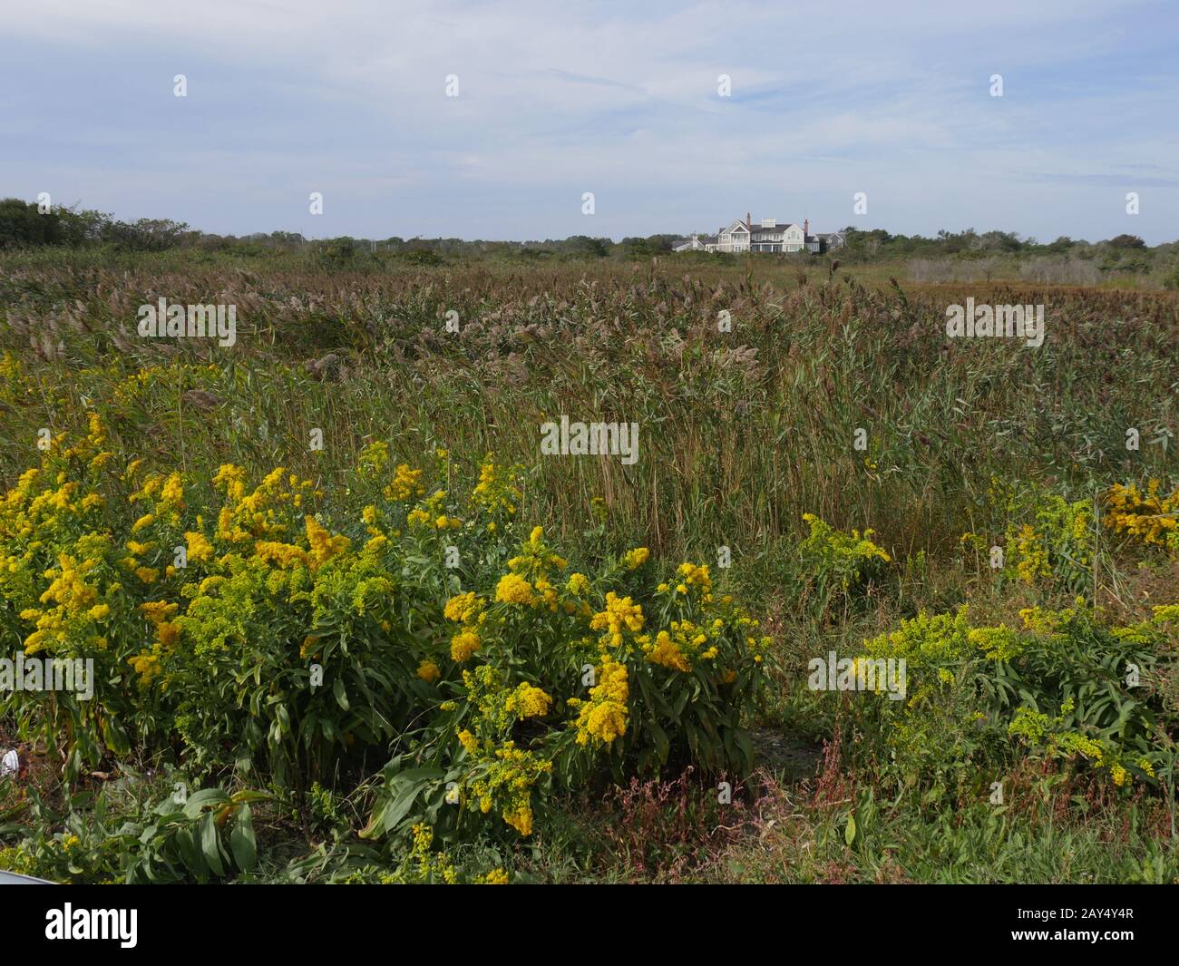 Newport, Rhode Island-septembre 2017 : grand champ de fleurs et d'arbustes jaunes lumineux avec un grand manoir à l'extrême distance. Banque D'Images