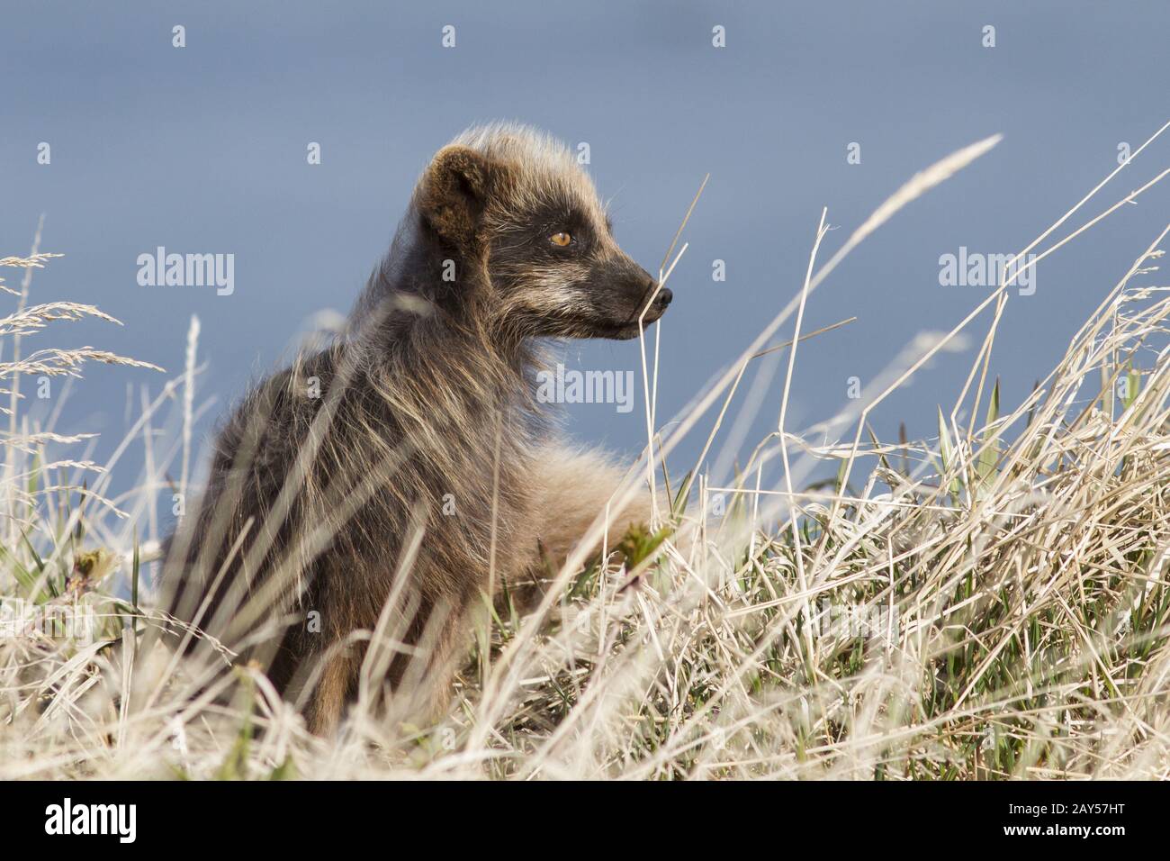 Le renard arctique bleu commandants assis près du terrier parmi l'herbe sèche jour de printemps venteux Banque D'Images