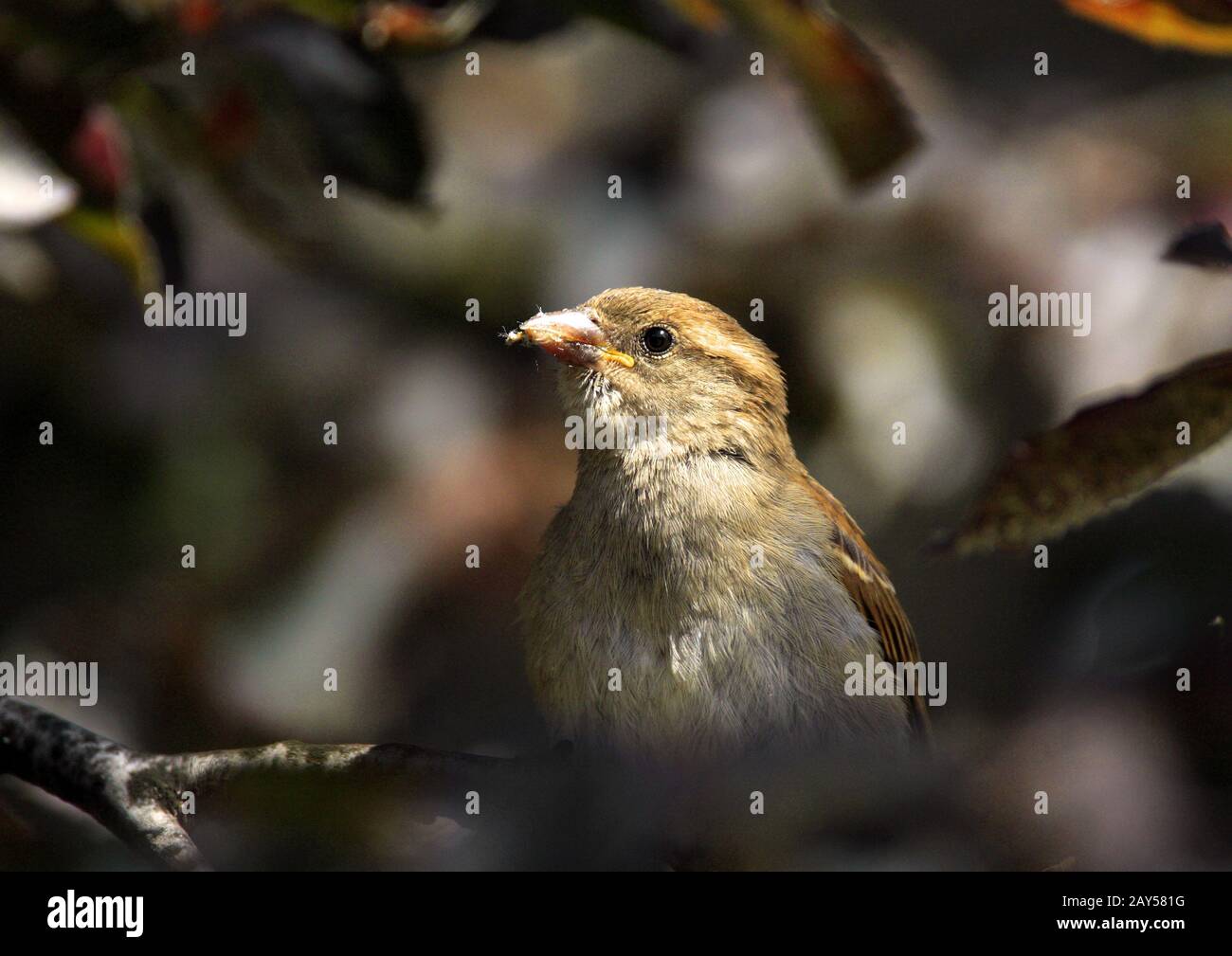Une femme maison oiseau Bruant - latin Passer domesticus - sur une branche d'arbre pendant la saison d'accouplement de printemps dans les zones humides du nord-est de la Pologne Banque D'Images
