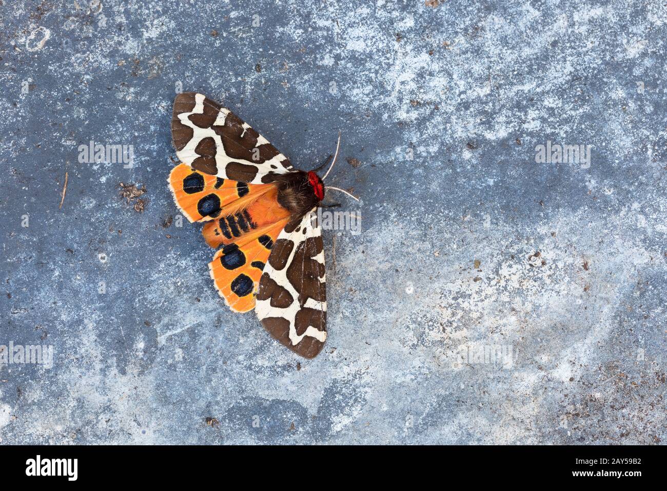 Garden Tiger Moth ; Arctia caja ; Royaume-Uni Banque D'Images