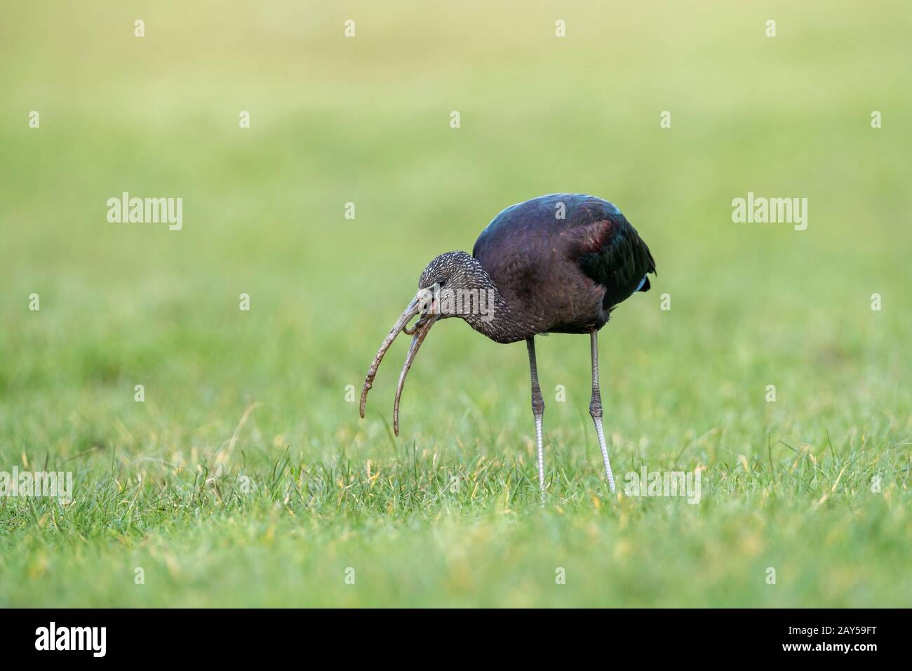 Ibis falcinelle Plegadis falcinellus ; ; ; ver avec Cornwall ; UK Banque D'Images