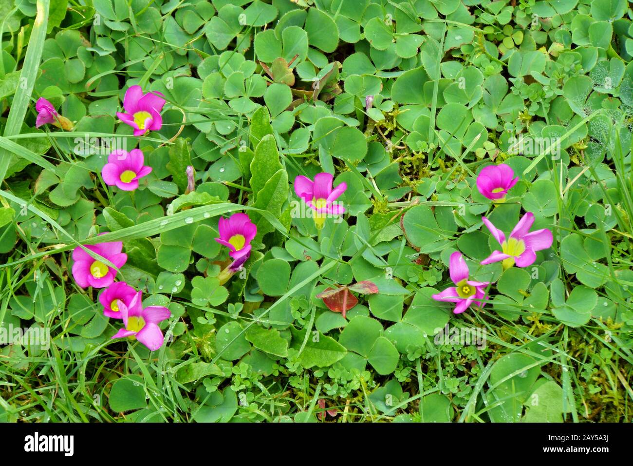 Sorrel de bois violet, Sorrel de bois violet (Oxalis purpurea) Banque D'Images