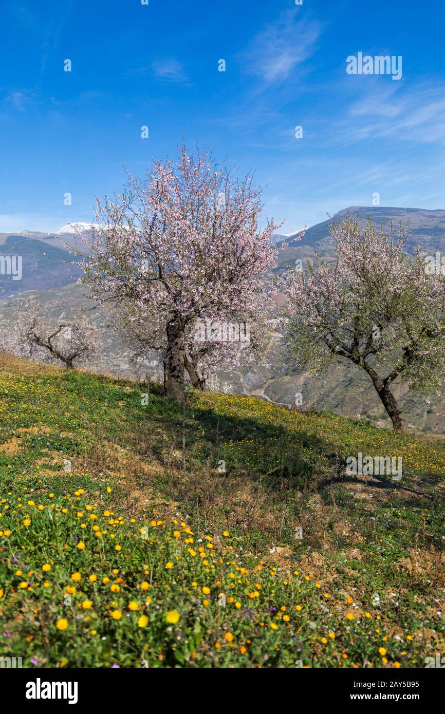 Fleurs d'amandiers, fleurs d'amandiers, fleurs d'amandiers, Prunus dulcis, avec Sierra Nevada montagnes dans le dos à Andalousie, Espagne en février Banque D'Images