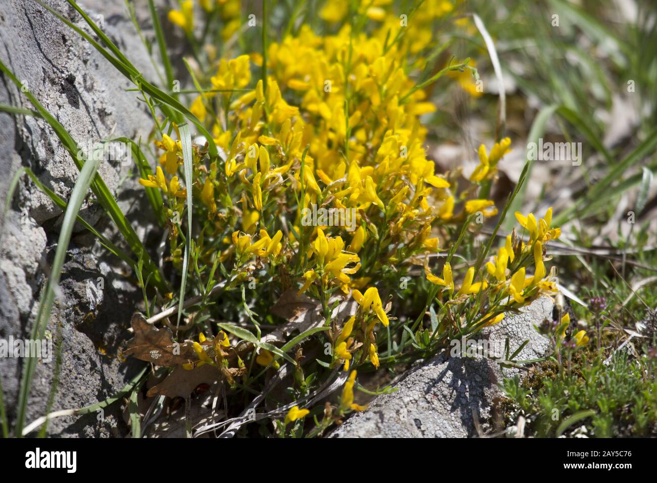 Furze, Greenbroom, Greenweed, Waxen wood, Dyer's broom, Rhodoopen, Bulgarie Banque D'Images