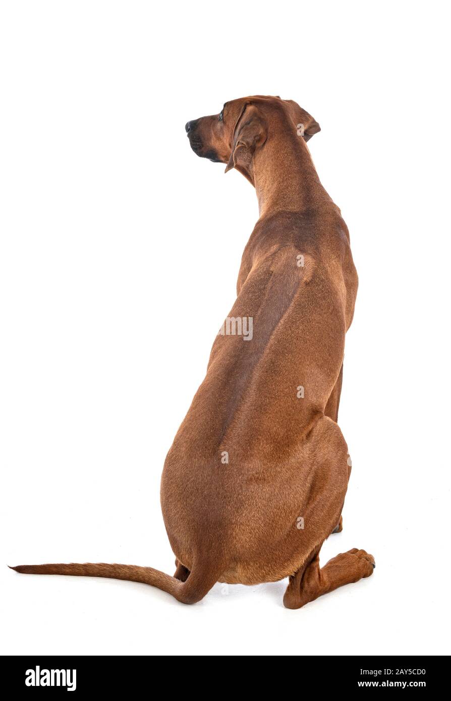 Le Rhodesian Ridgeback in front of white background Banque D'Images