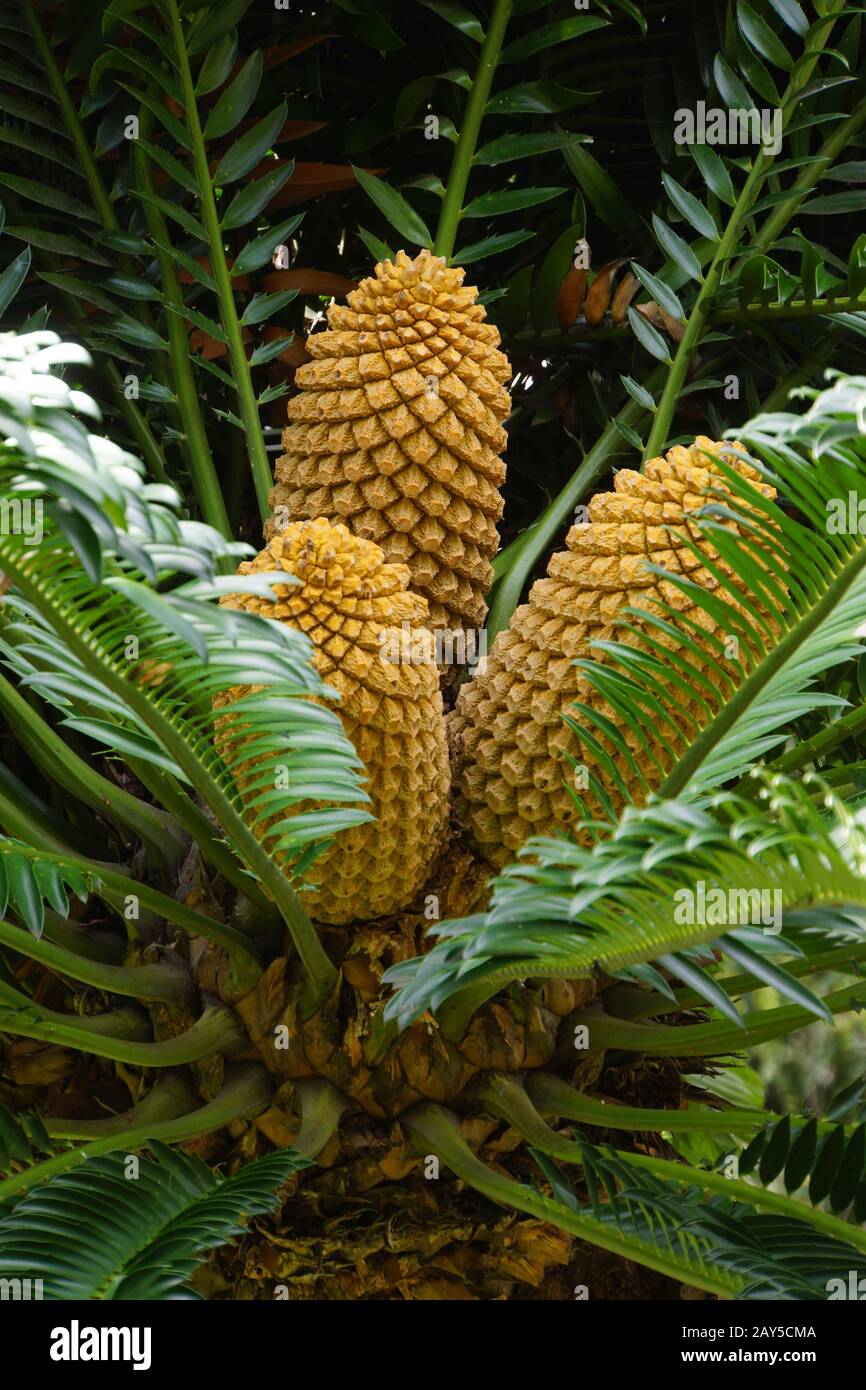 Stand de fruits de la palmier Modjaddis (Encephalartos transvenosus), fern de palmier à pain, dans le parc de la ville Banque D'Images