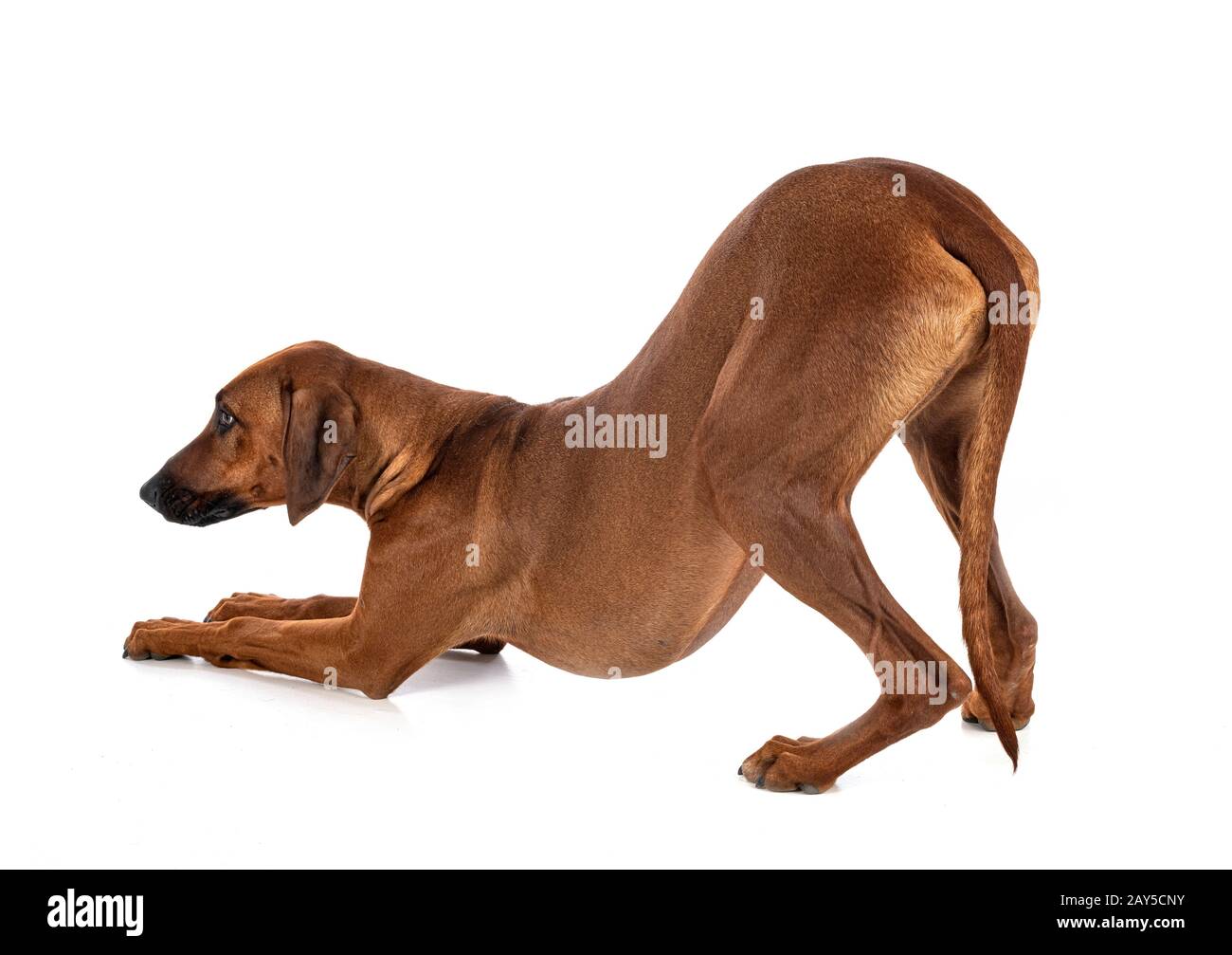 Le Rhodesian Ridgeback in front of white background Banque D'Images