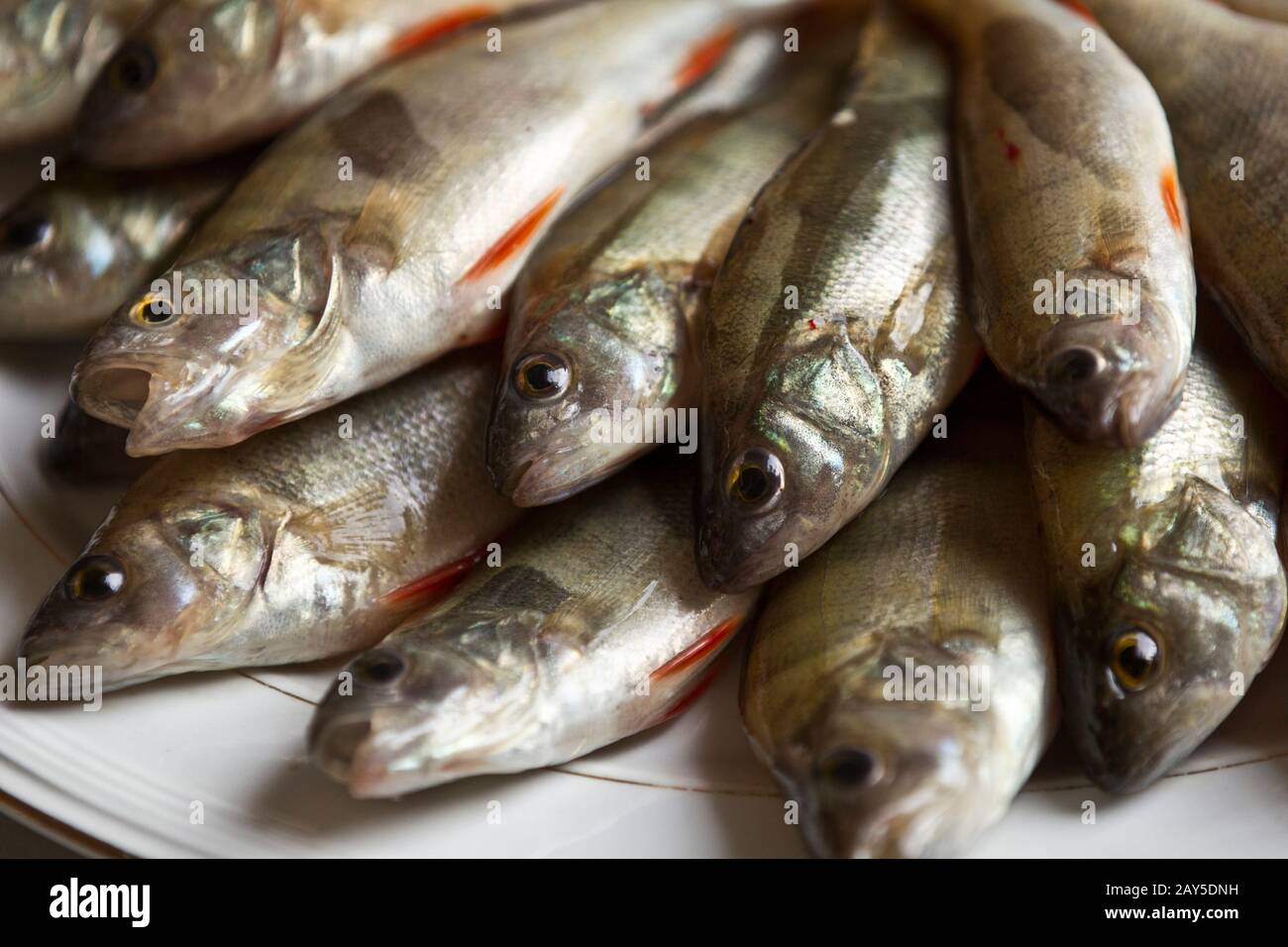 Poissons de Persico, poissons traditionnels du lac de Côme, Lombardie, Italie, Europe Banque D'Images