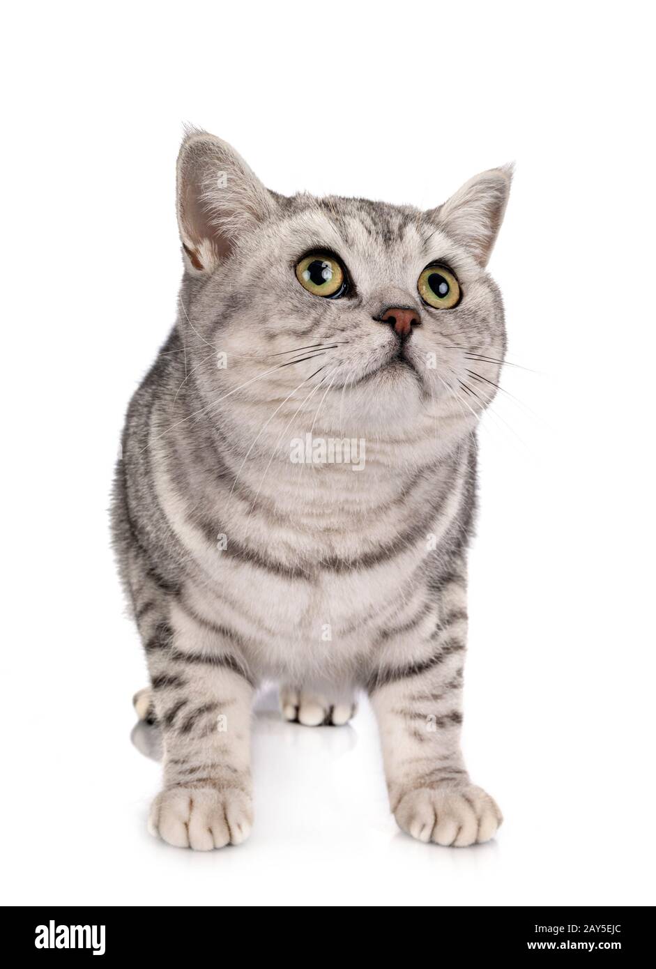 British Shorthair devant un fond blanc Banque D'Images