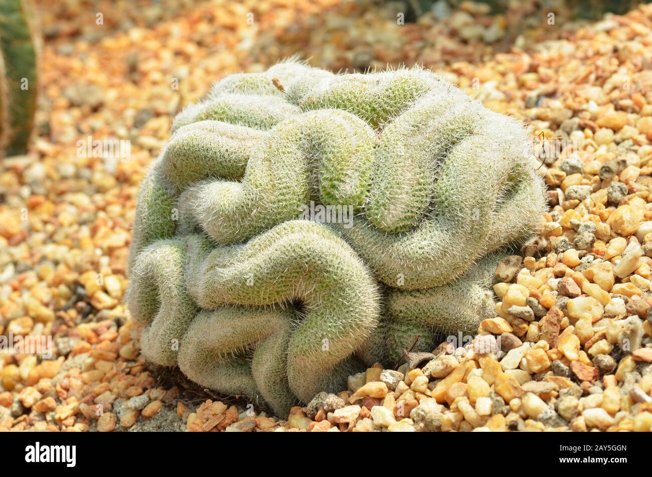 Cactus du cerveau dans les jardins de la baie Banque D'Images