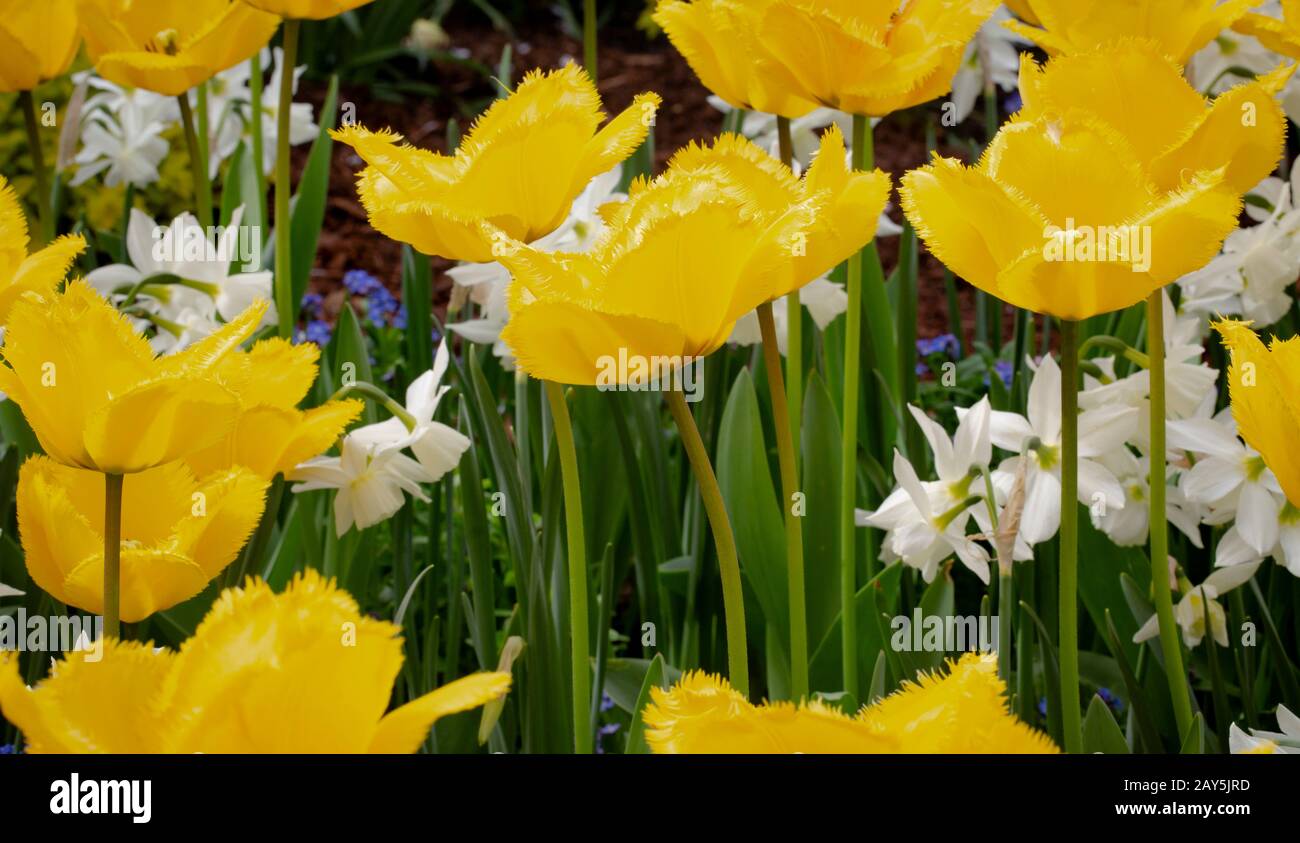 Tulipes jaunes Banque D'Images