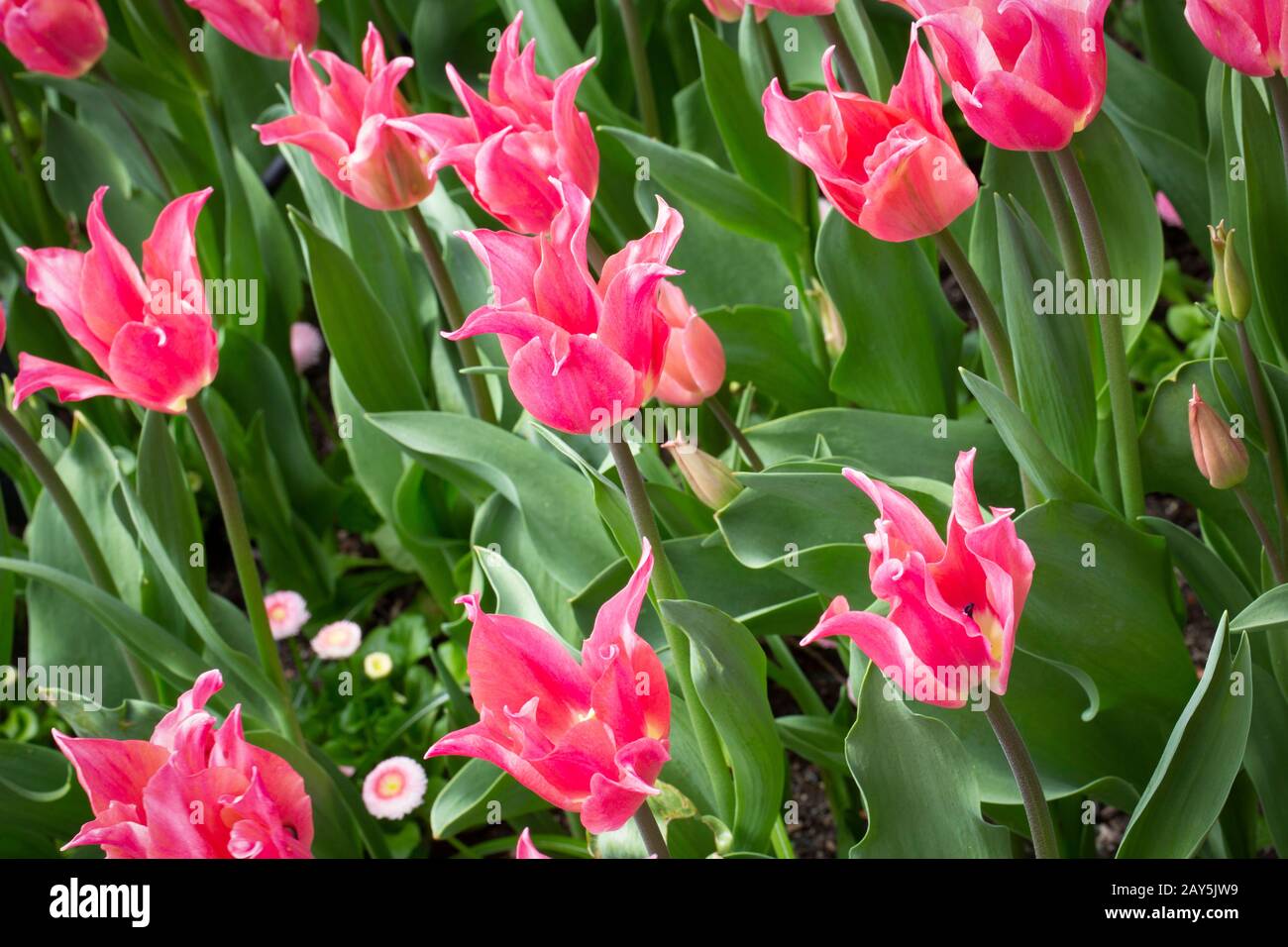 tulipes; jardin; printemps; rose Banque D'Images