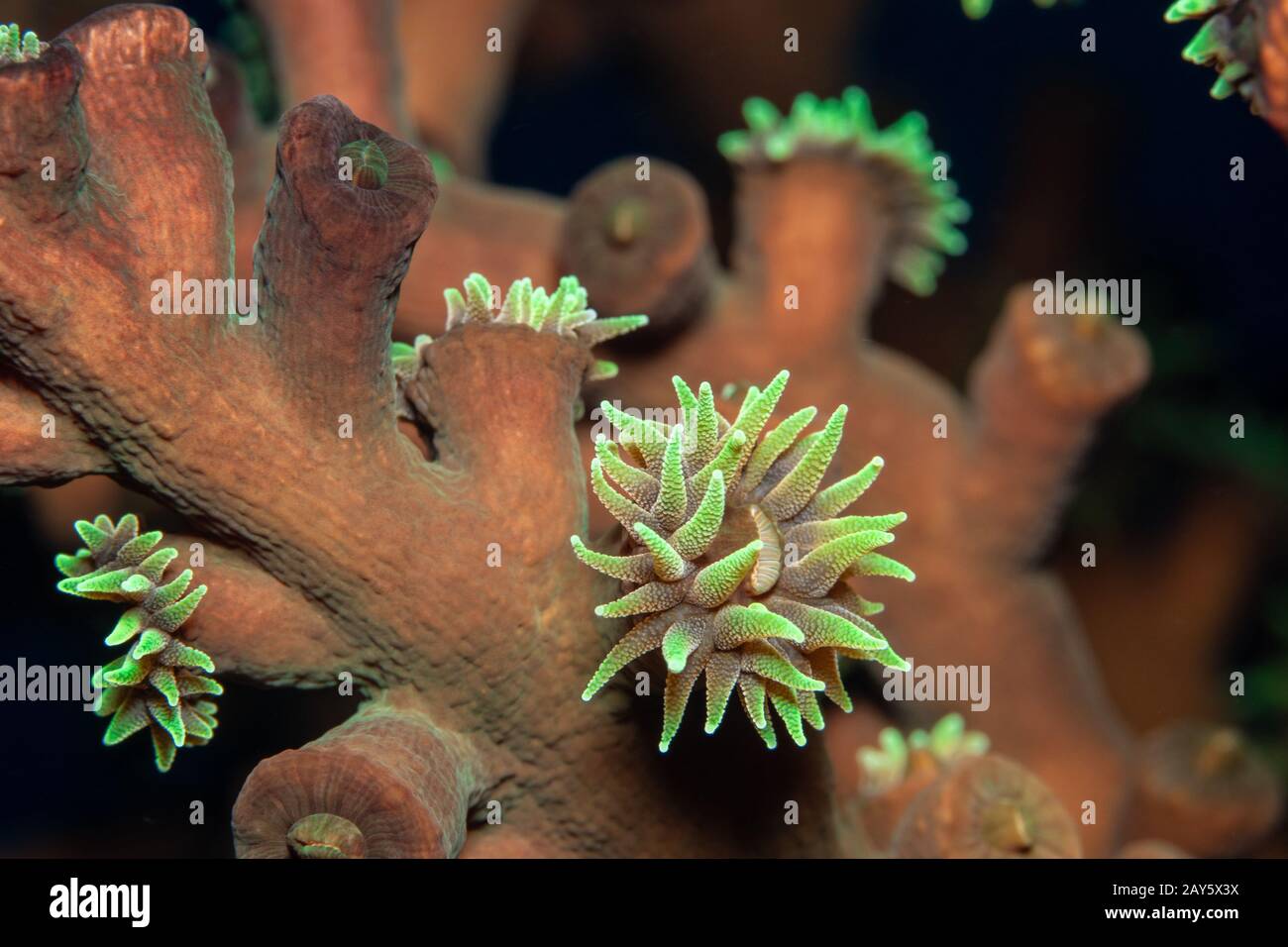 Polypes de corail capturés avec objectif macro dans une plongée aux Maldives. Contraste incroyable de la couleur. Banque D'Images