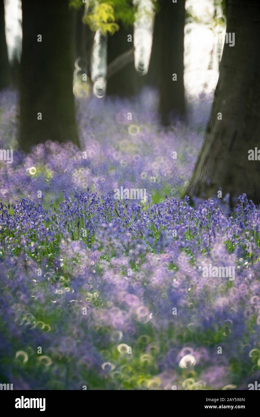 Bois De Bluebell Dans La Forêt D'Ashridge, Hertfordshire, Angleterre Photo: © 2020 David Levenson Banque D'Images